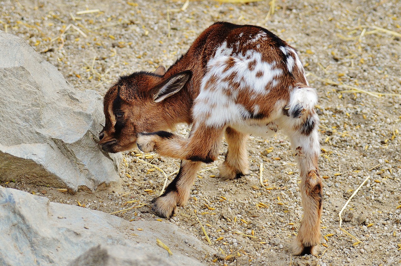 goat wildpark poing young animals free photo