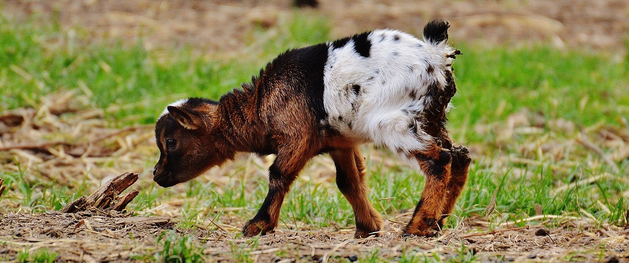 goat wildpark poing young animals free photo