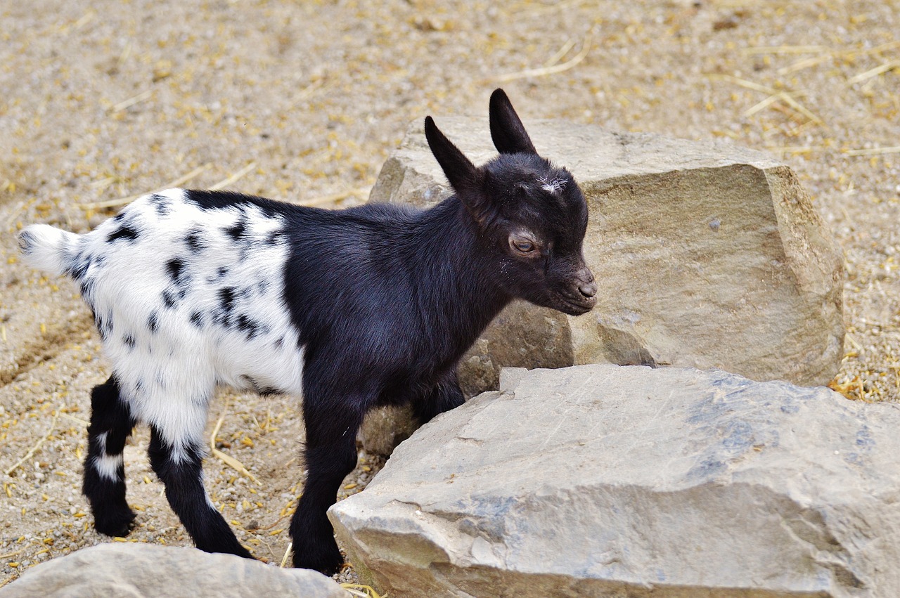goat wildpark poing young animals free photo