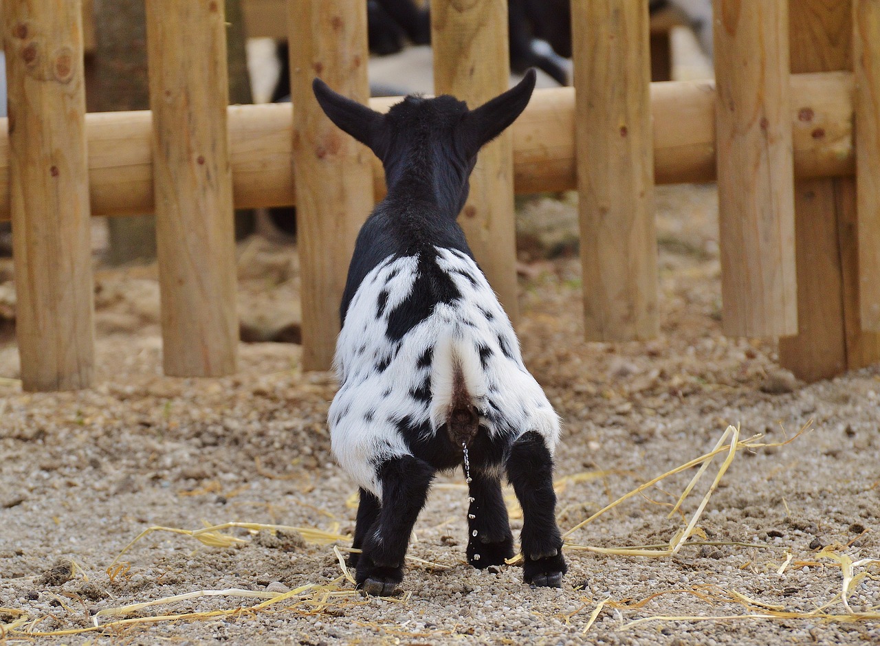 goat wildpark poing young animals free photo