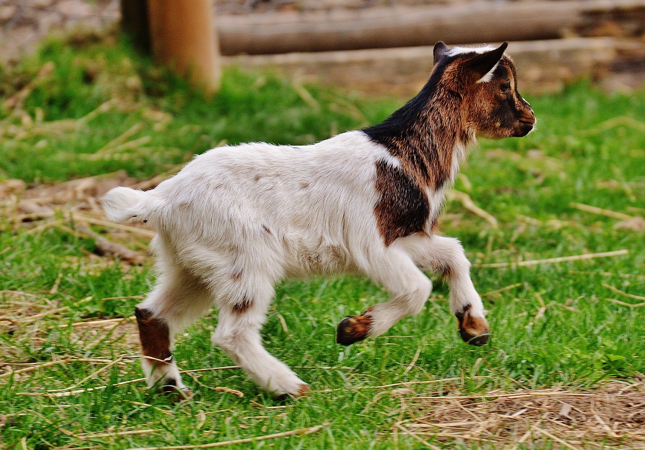 goat wildpark poing young animals free photo