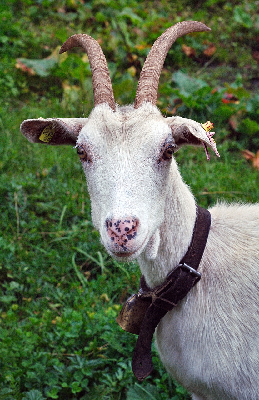 goat animal austria free photo