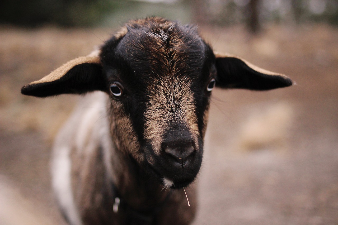 goat paddock animal free photo