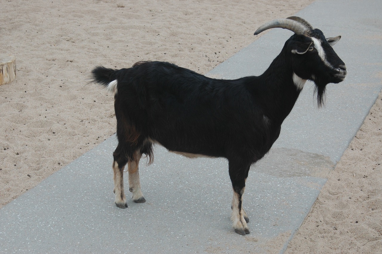 goat black horns free photo