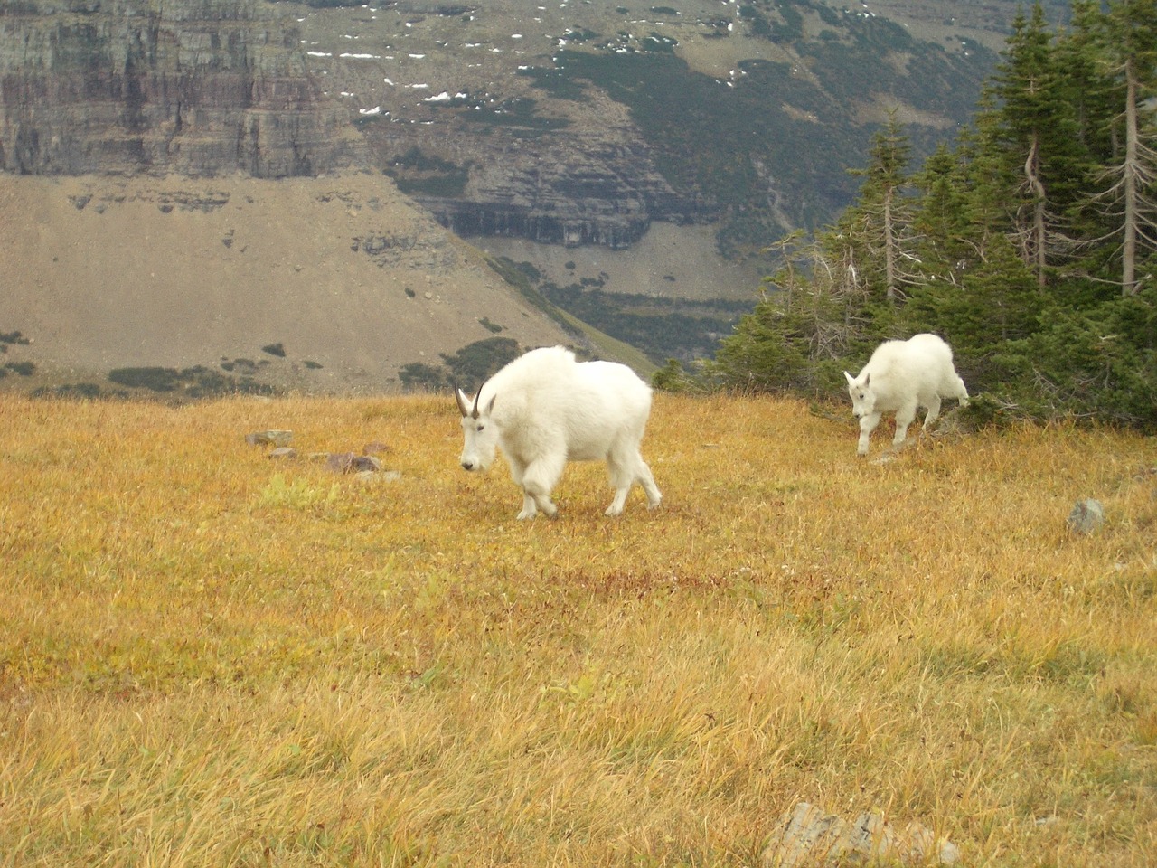 goats mountain goat nature free photo