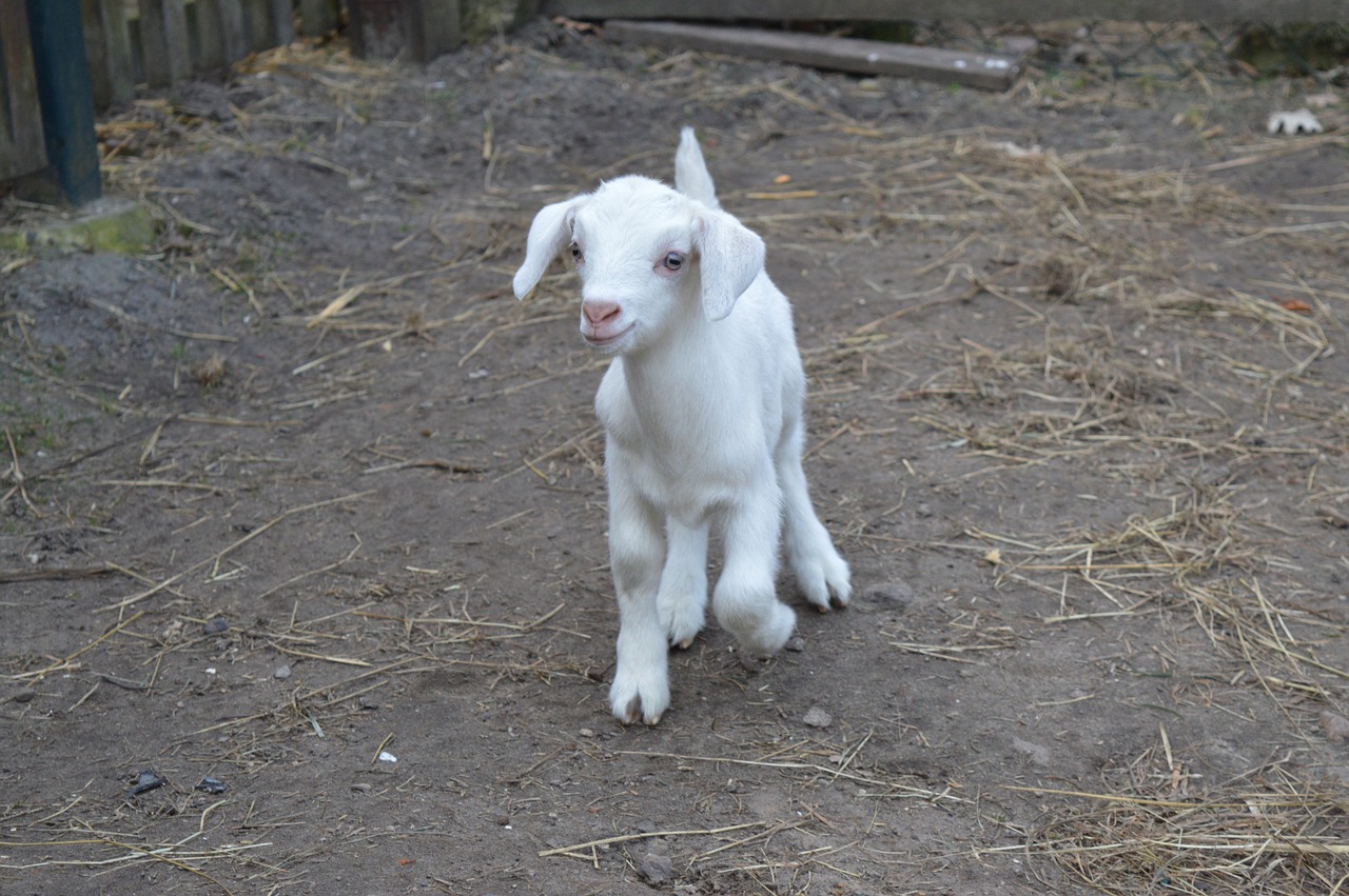 goat kid young animal free photo