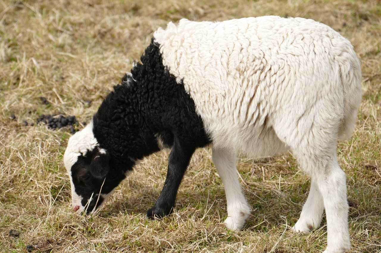 animal lamb pasture free photo