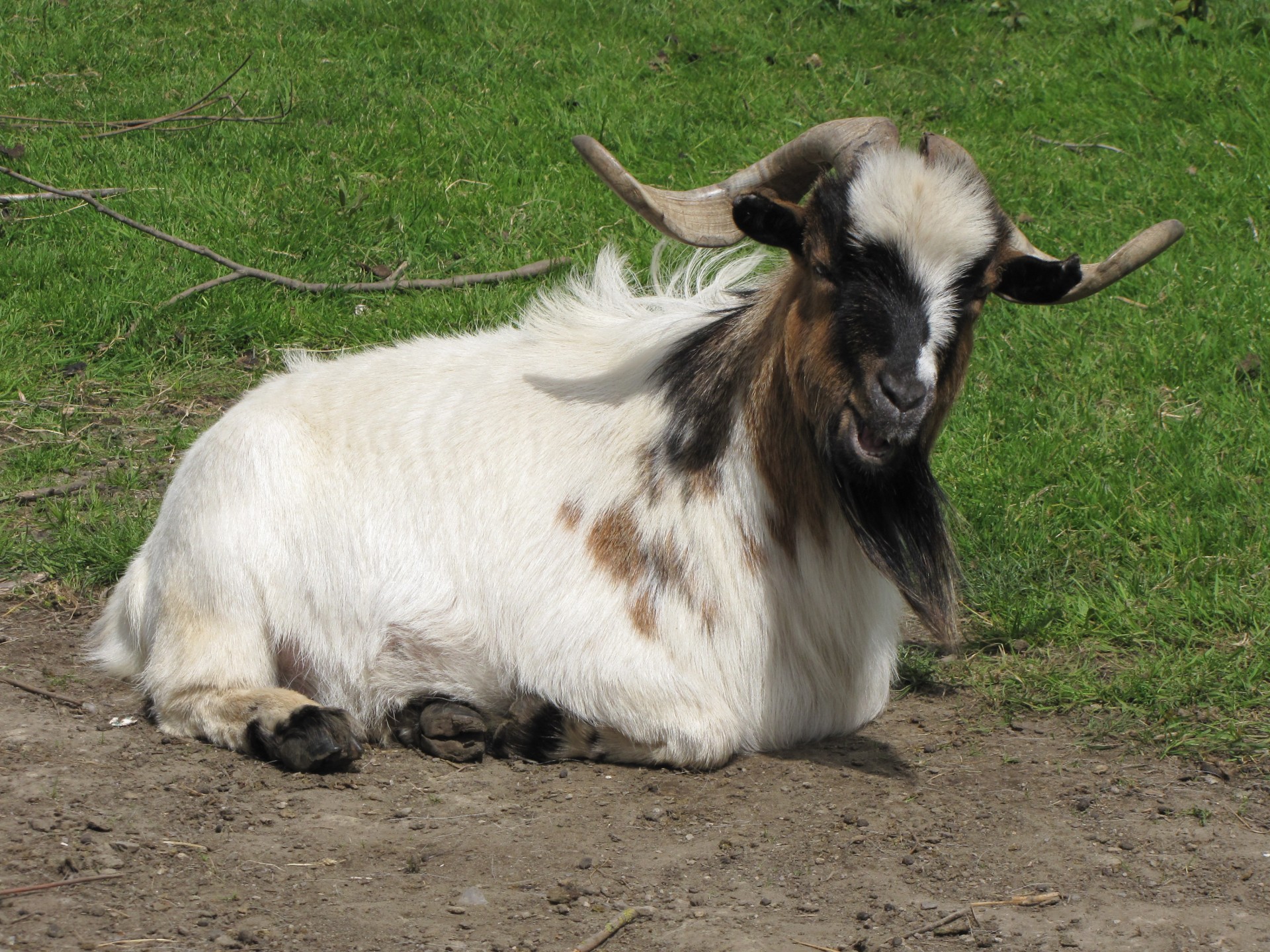 goat animal farmer free photo