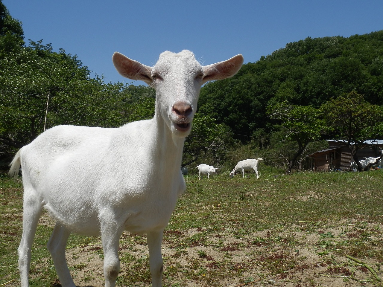 goat livestock ranch free photo