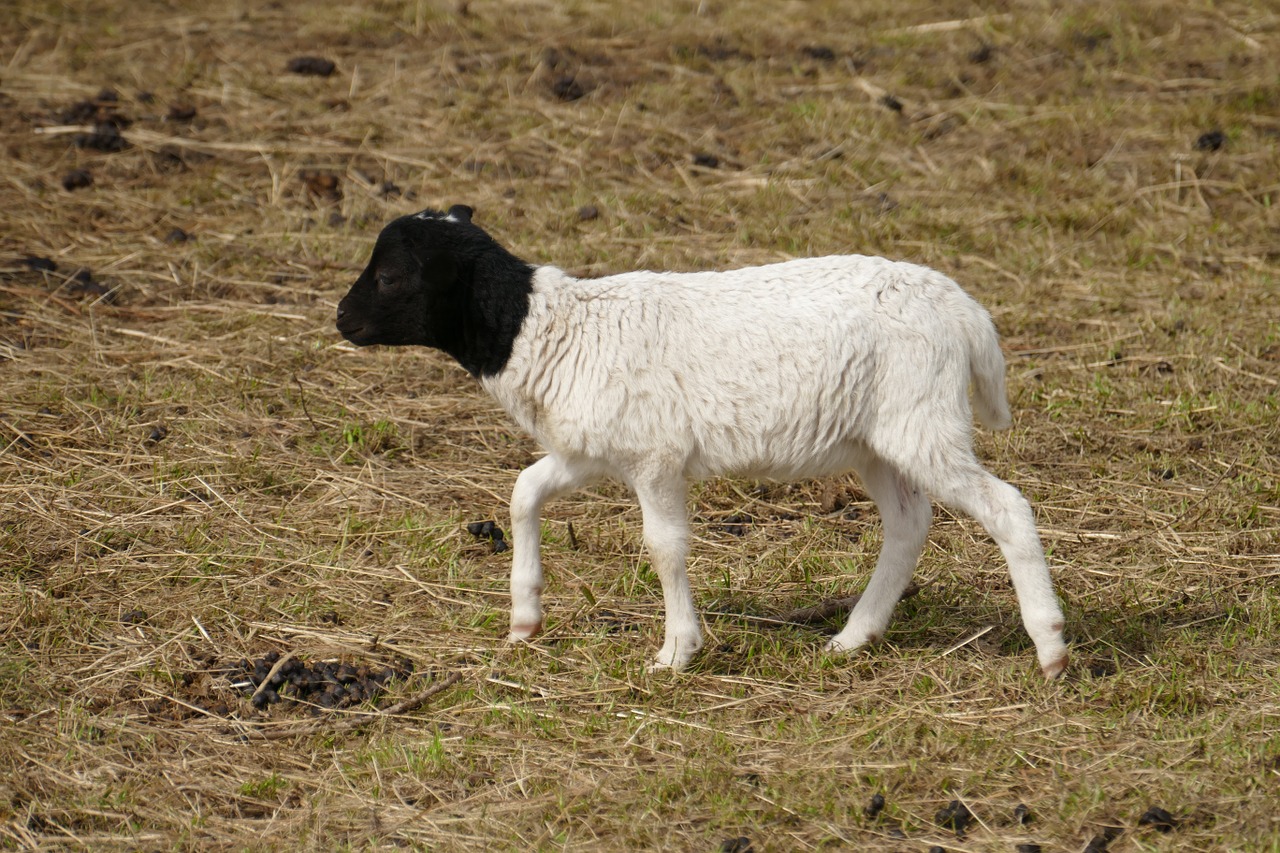 goat farm black and white free photo