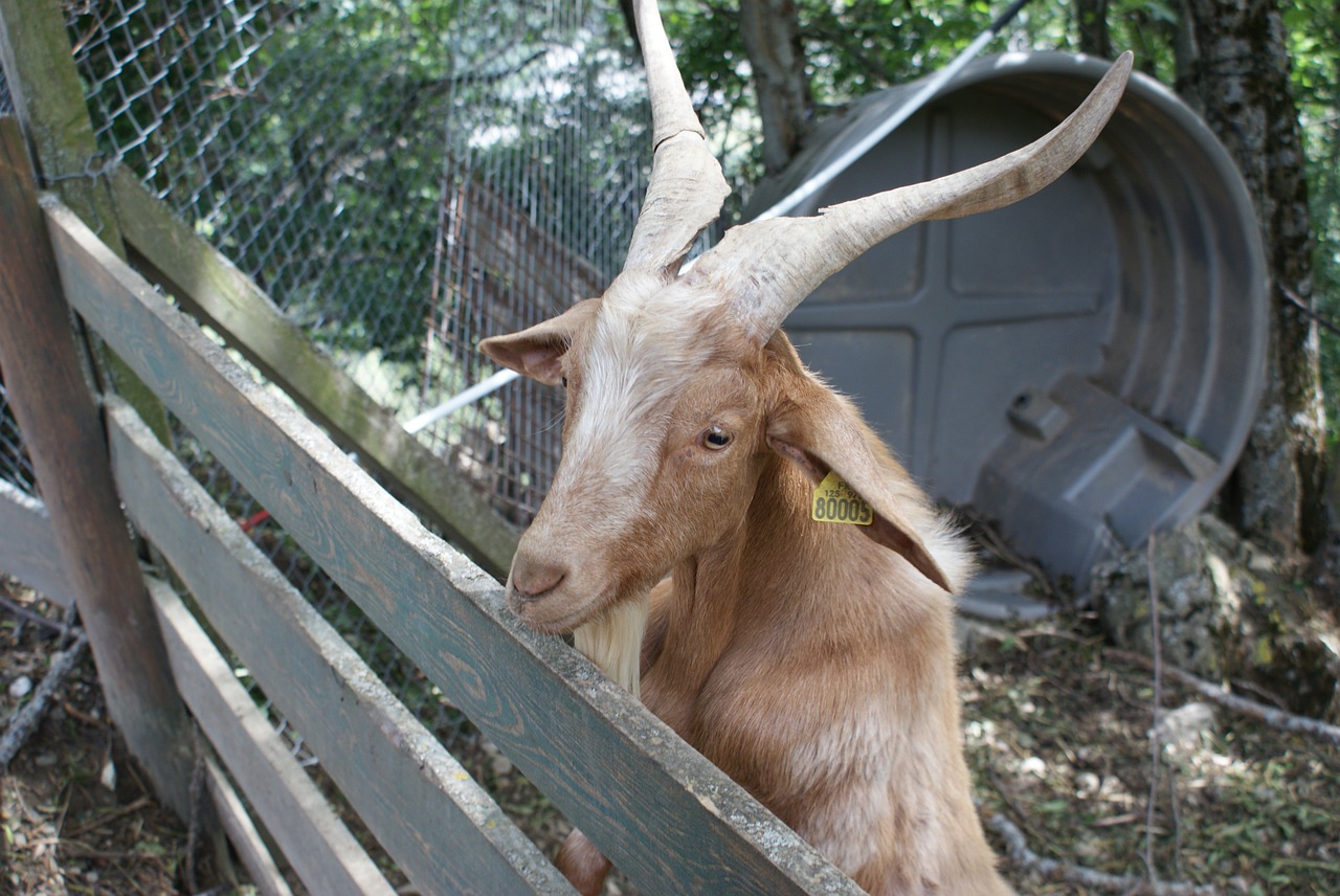 goat domestic fauna free photo