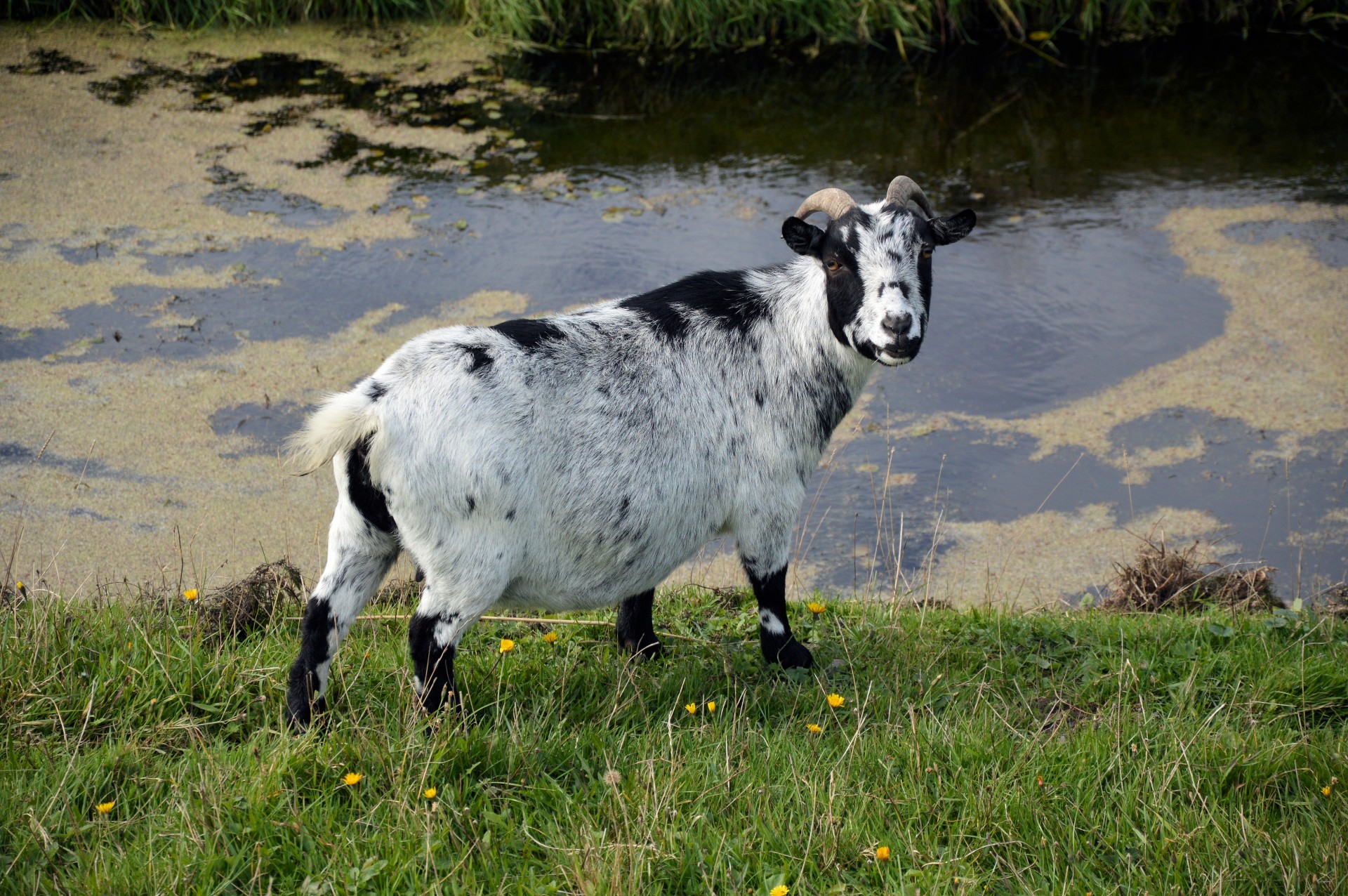 goat farm cattle free photo