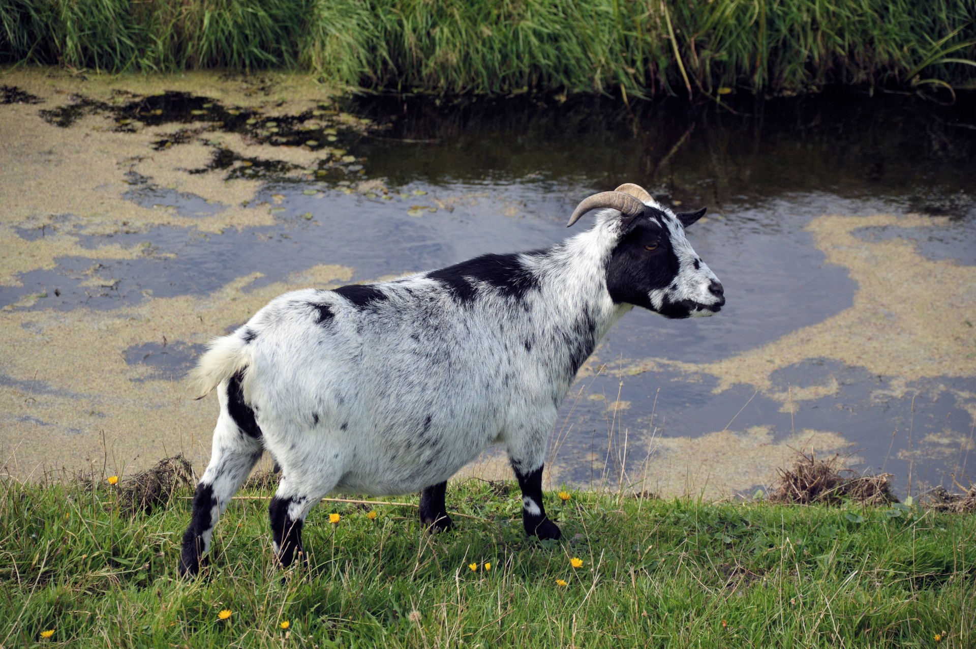 goat farm cattle free photo