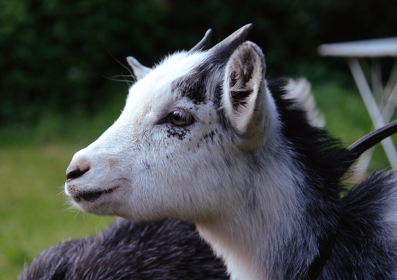 Белая коза. Козел животное. Коза домашняя. Козёл с сигаретой. Goat com