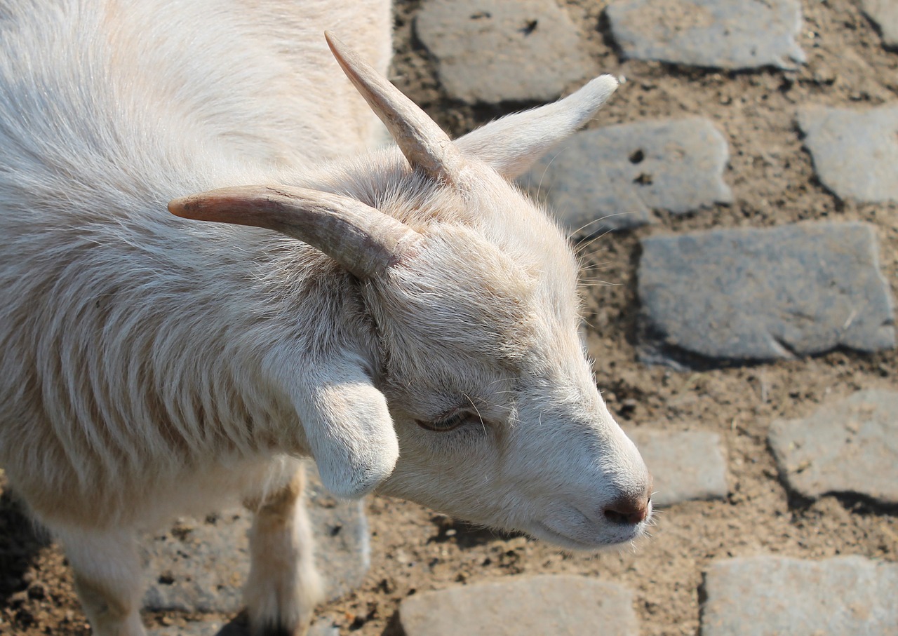 goat pet animal free photo