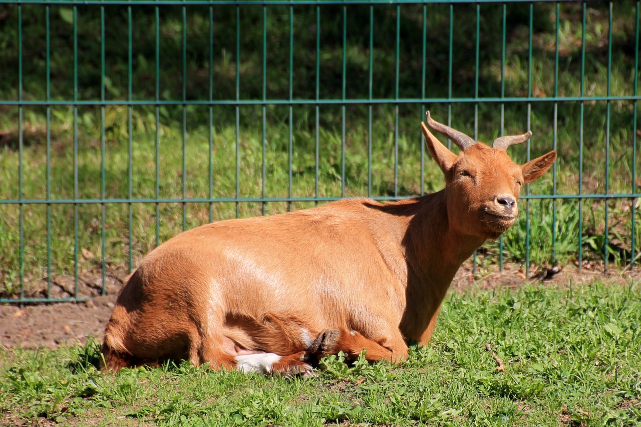 goat meadow mammal free photo