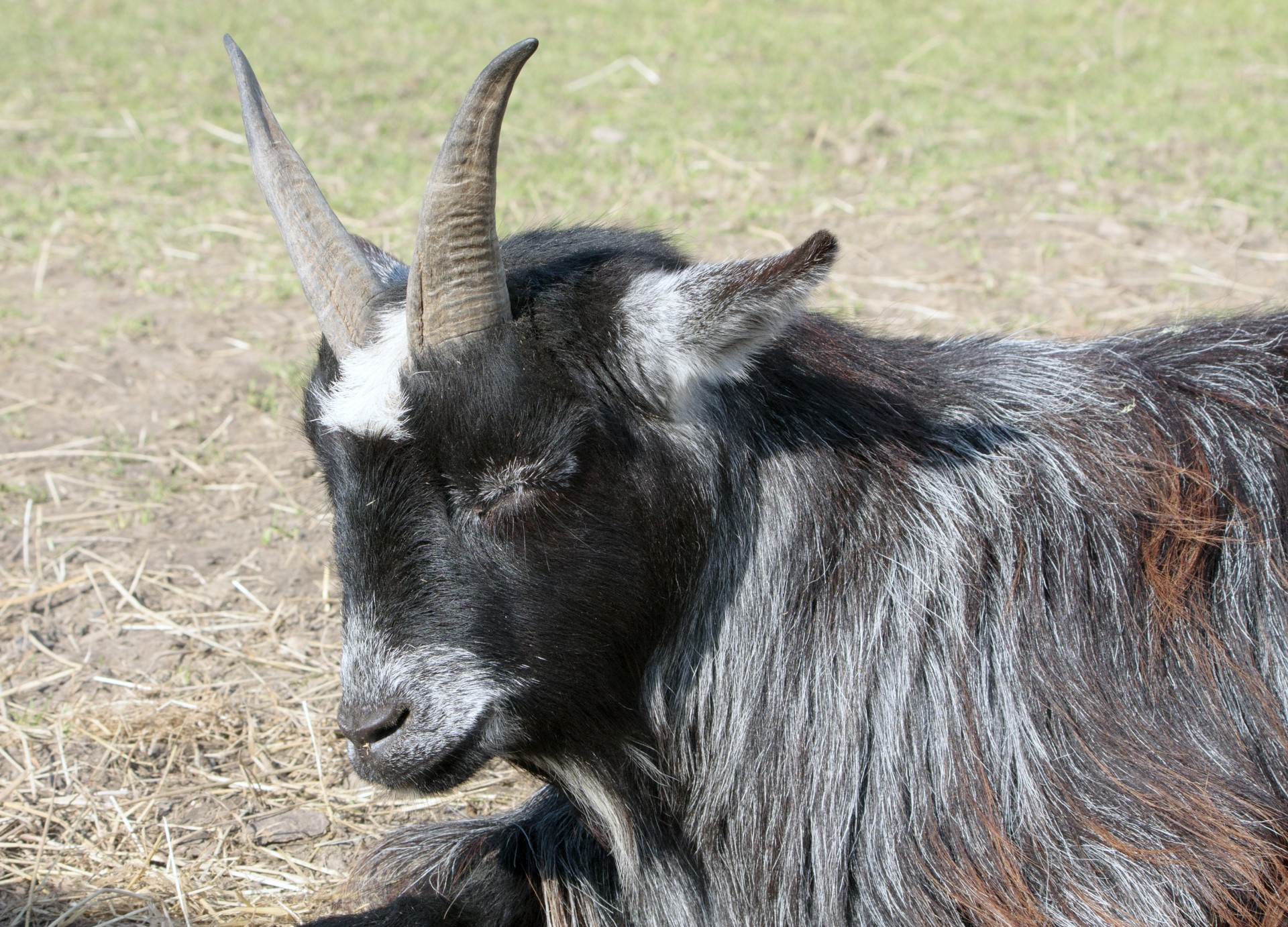 goat pygmy pygmy goat free photo
