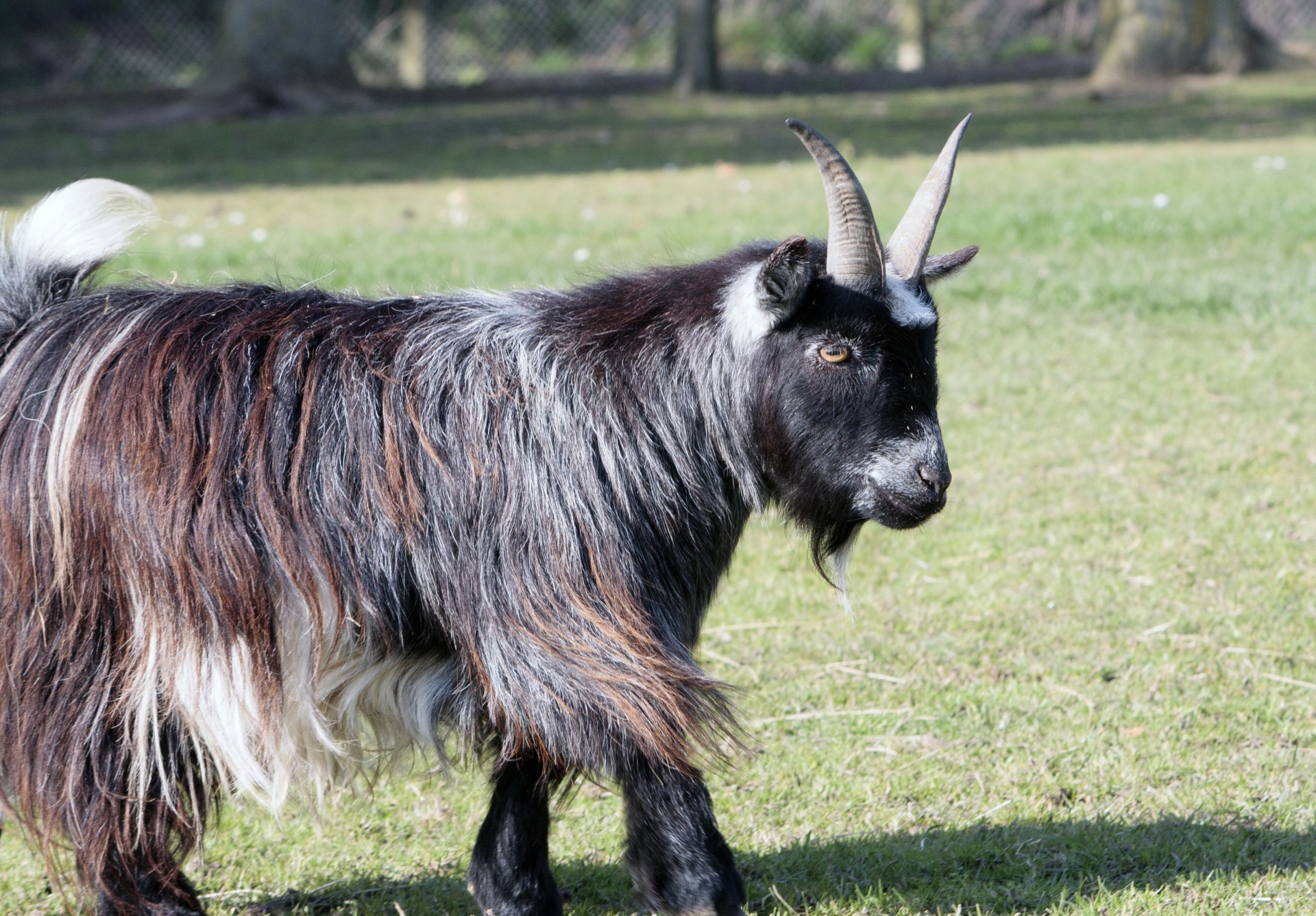 goat billy pygmy free photo