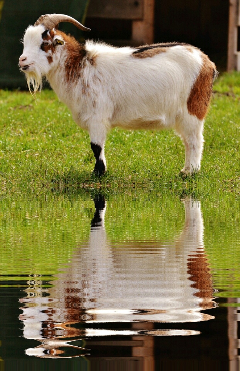 goat animal water free photo