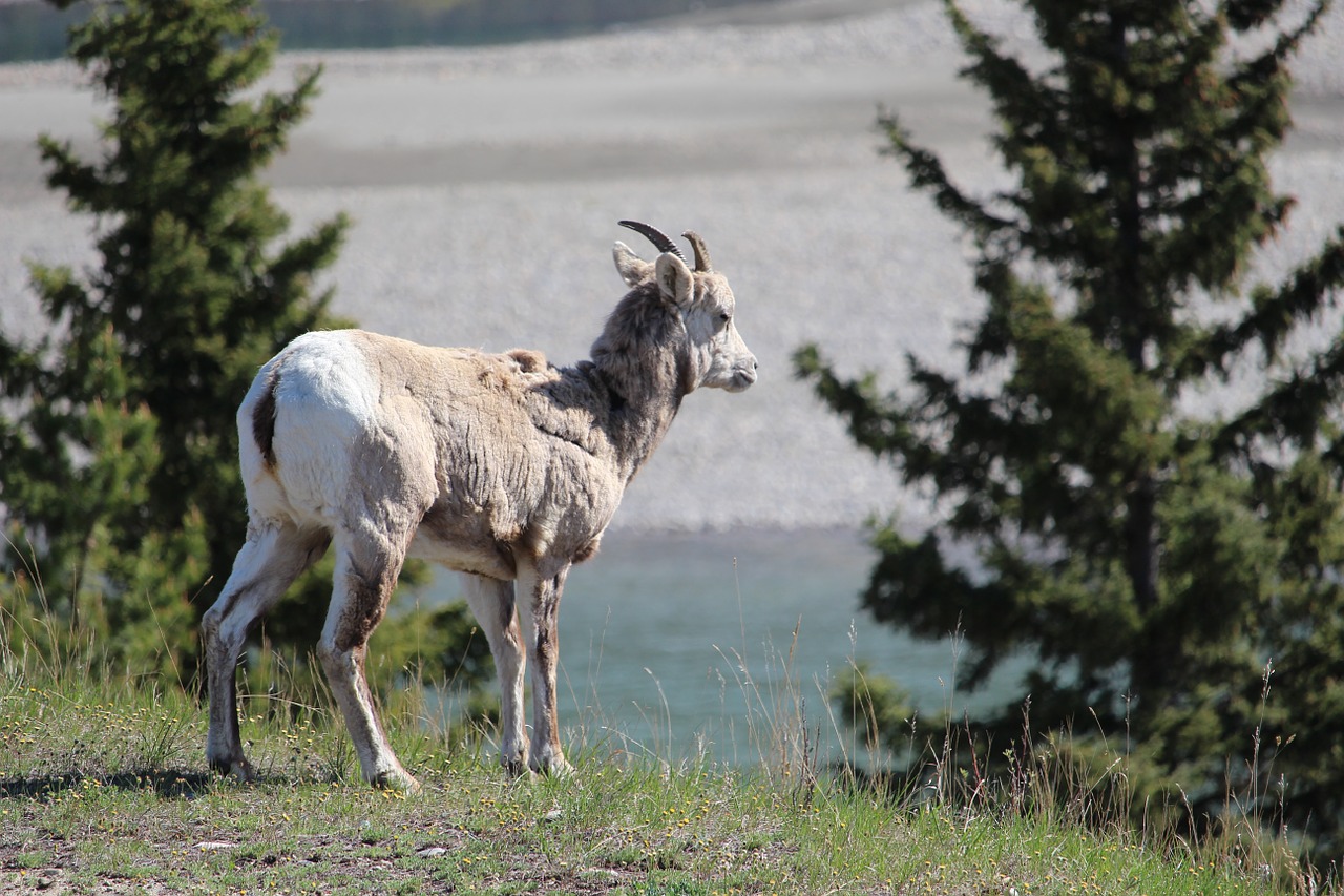 goat mountain goat canadian free photo