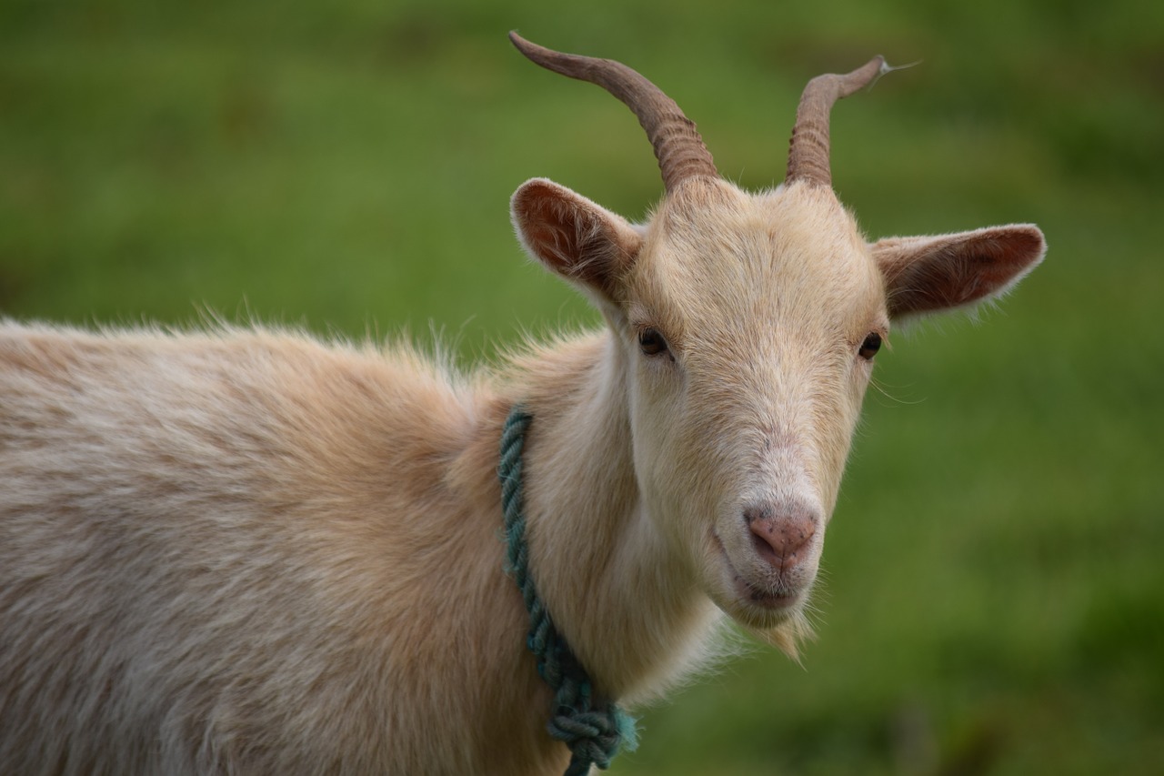 goat animal livestock free photo