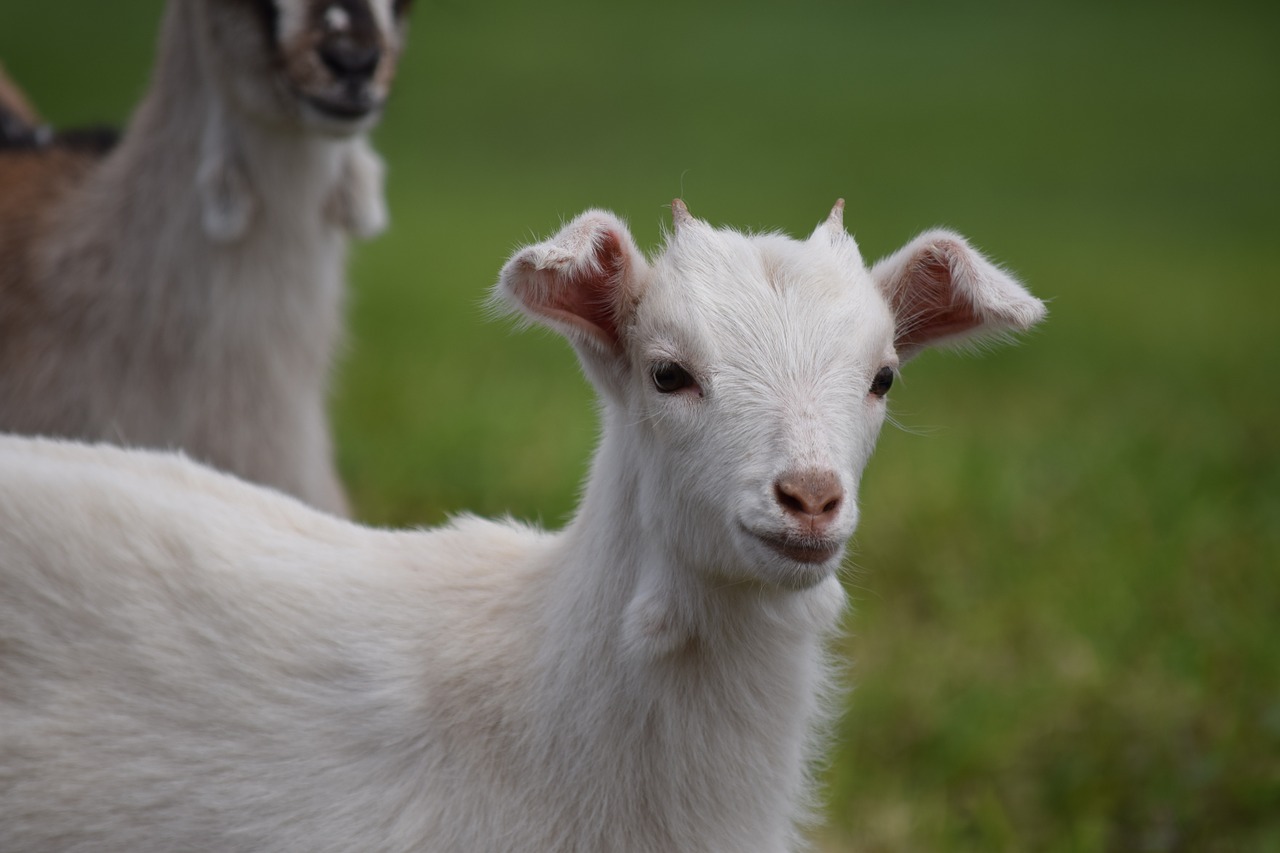 goat animal baby free photo