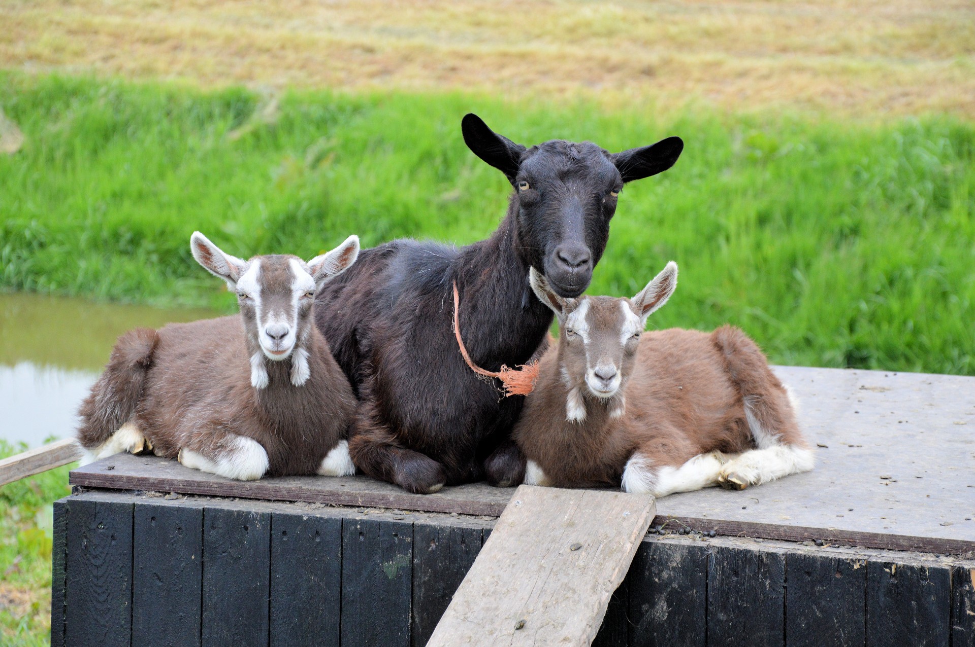 goat farm animal free photo