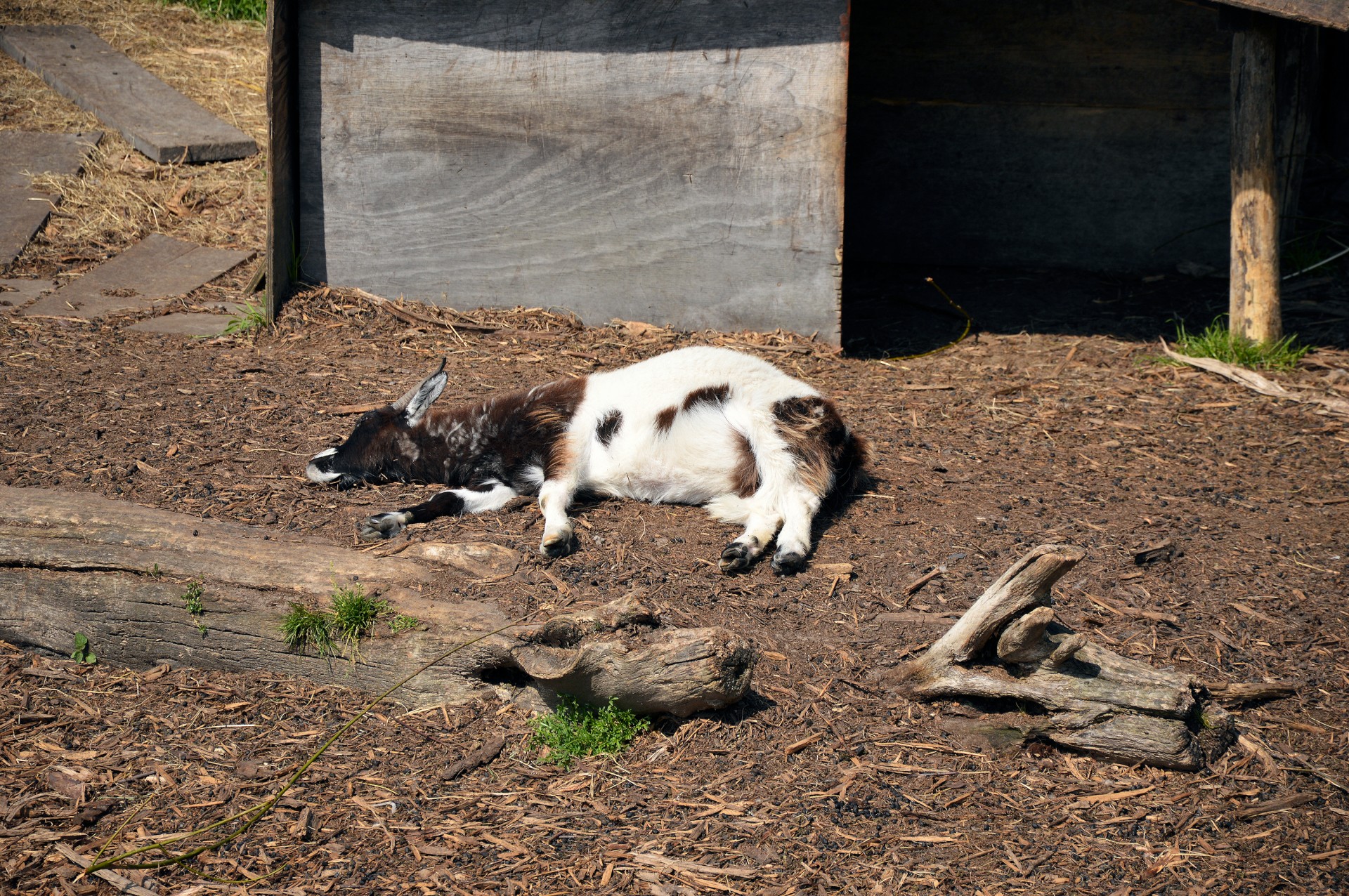 goat farm animal free photo