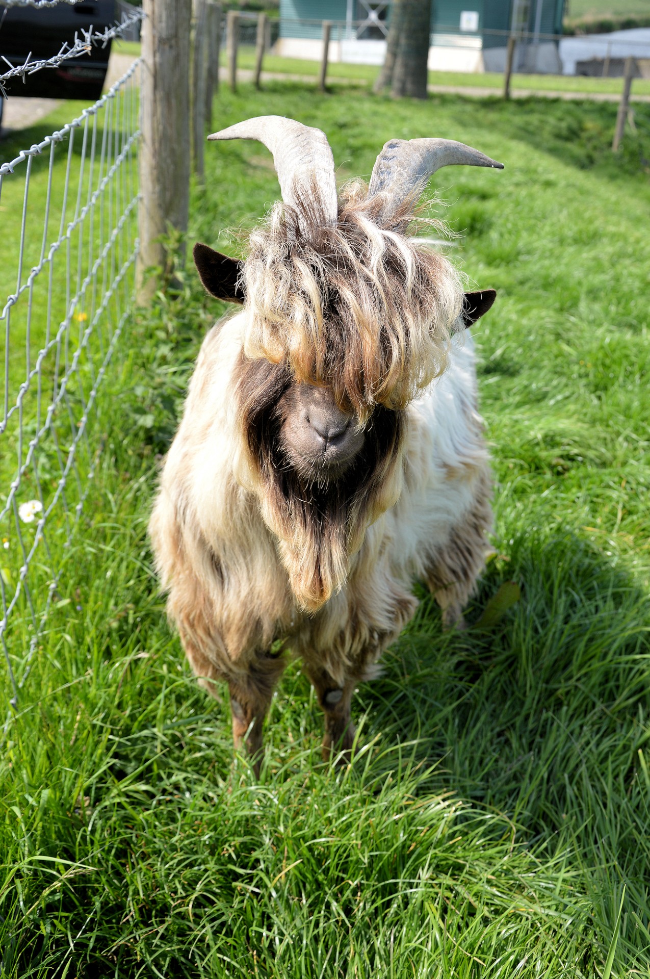 goat farm animal free photo