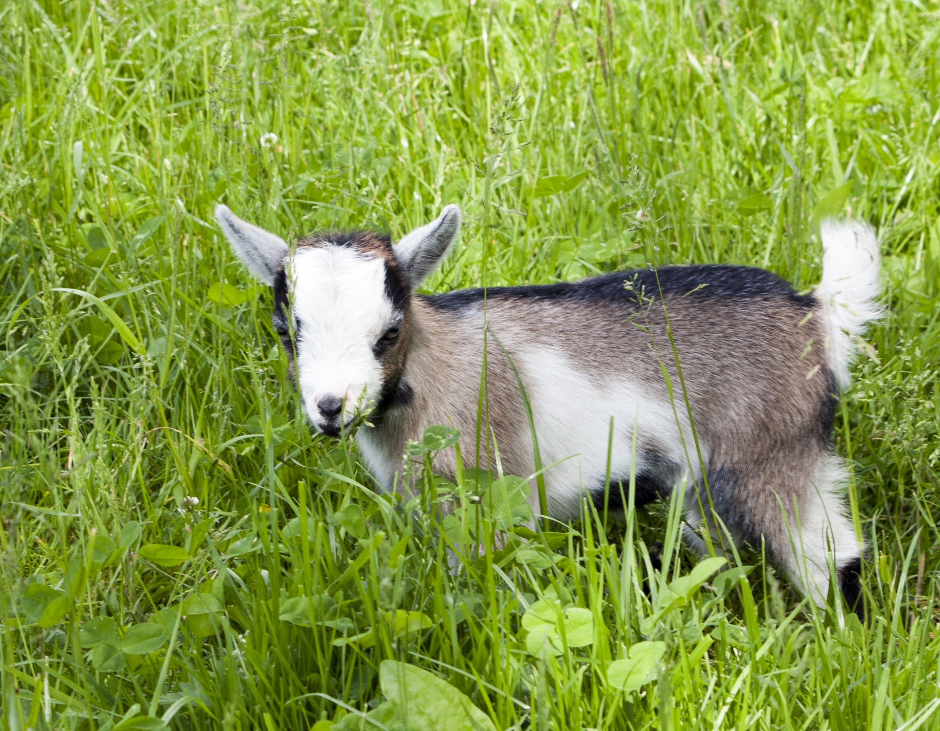 goat kid baby free photo