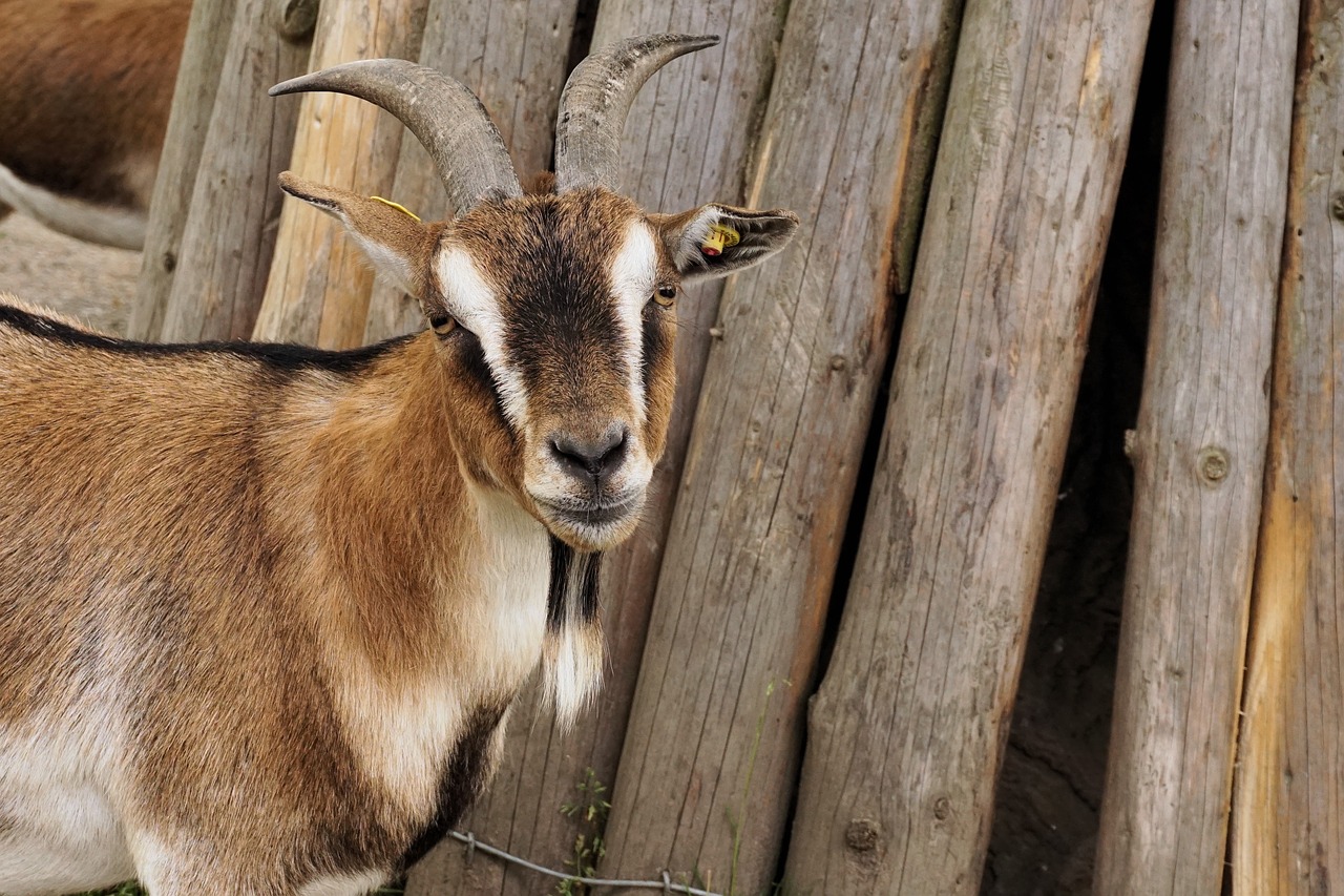 goat dwarf goat pet free photo