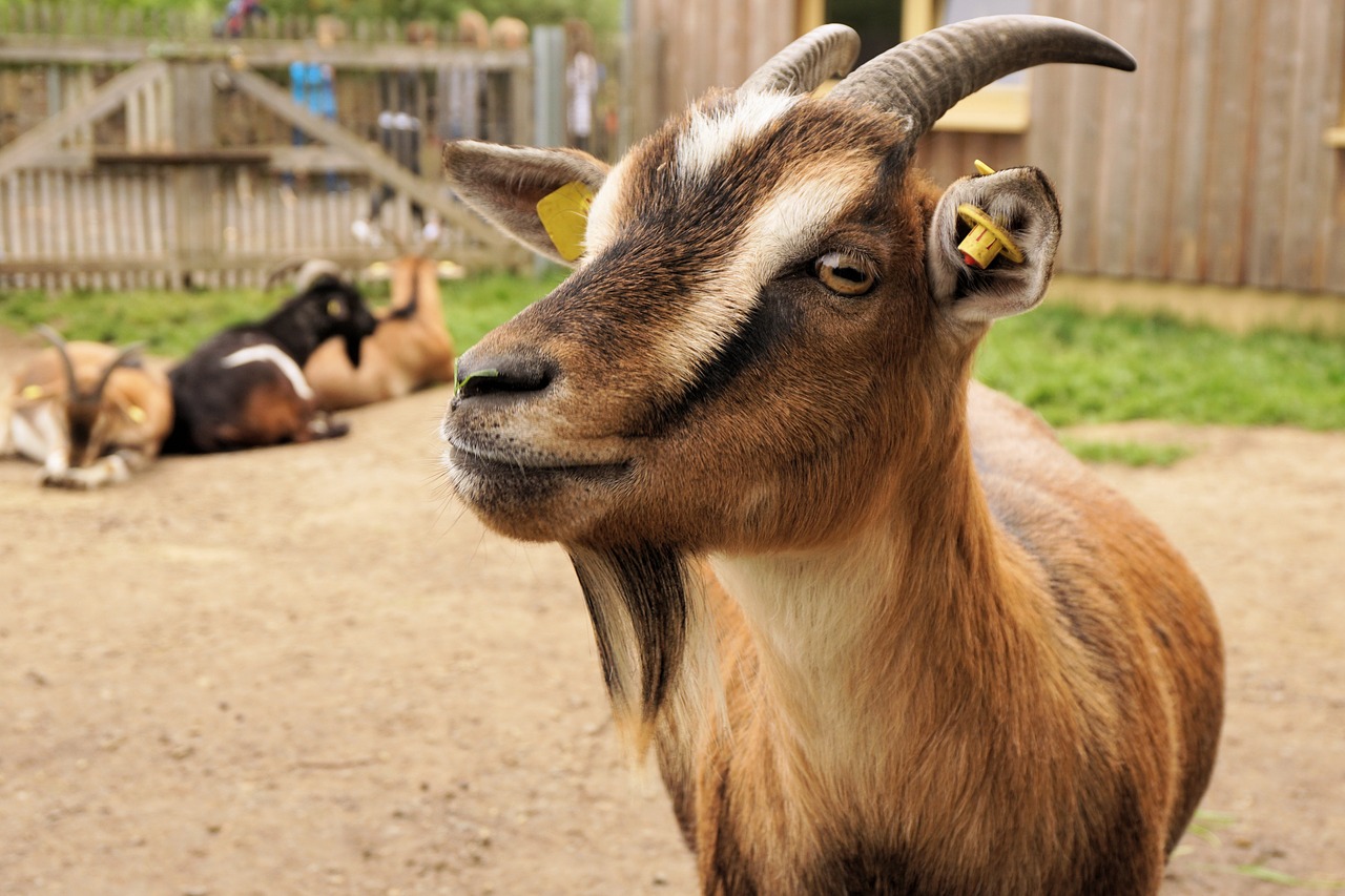 goat dwarf goat pet free photo