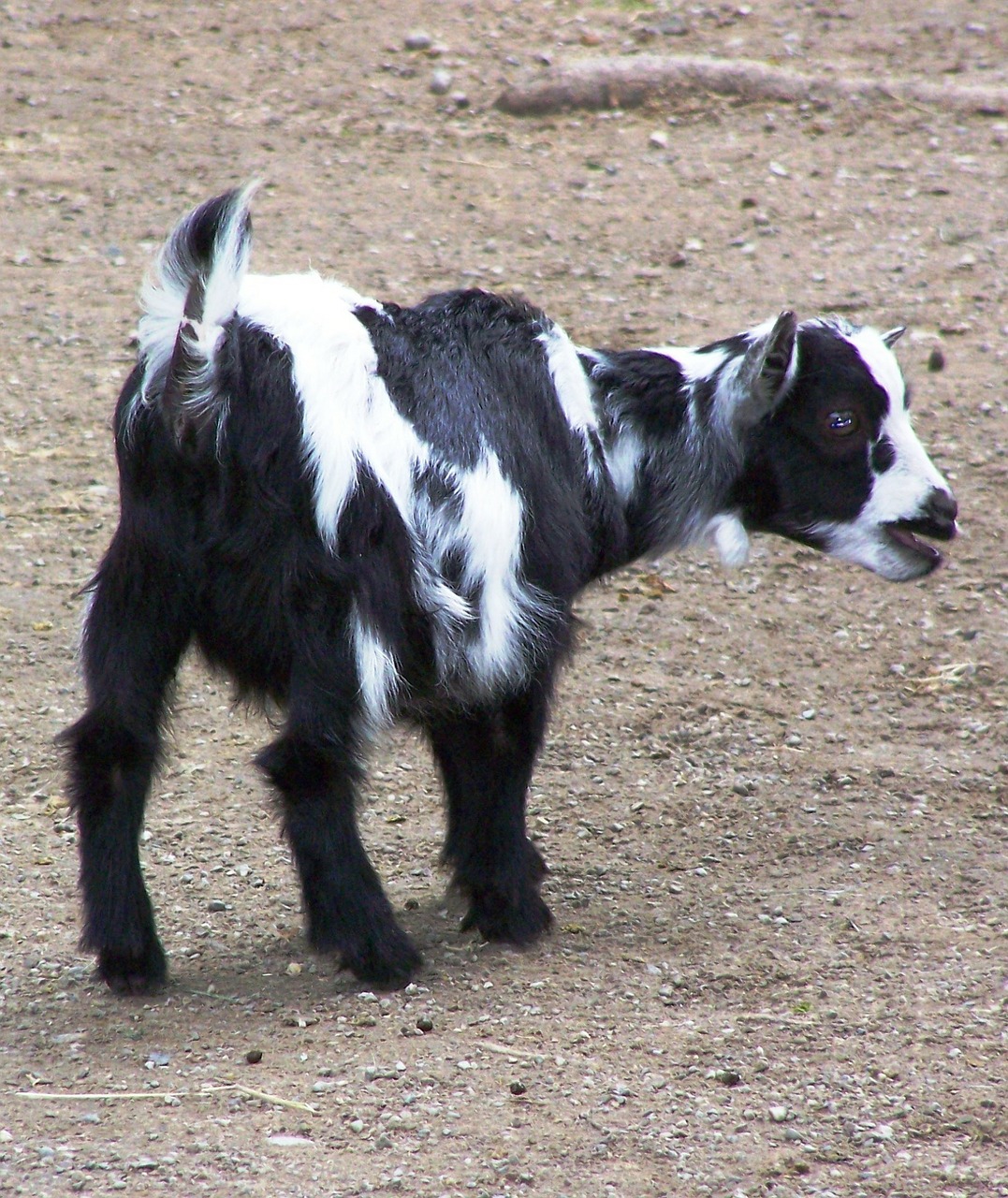 goat animal mammals free photo