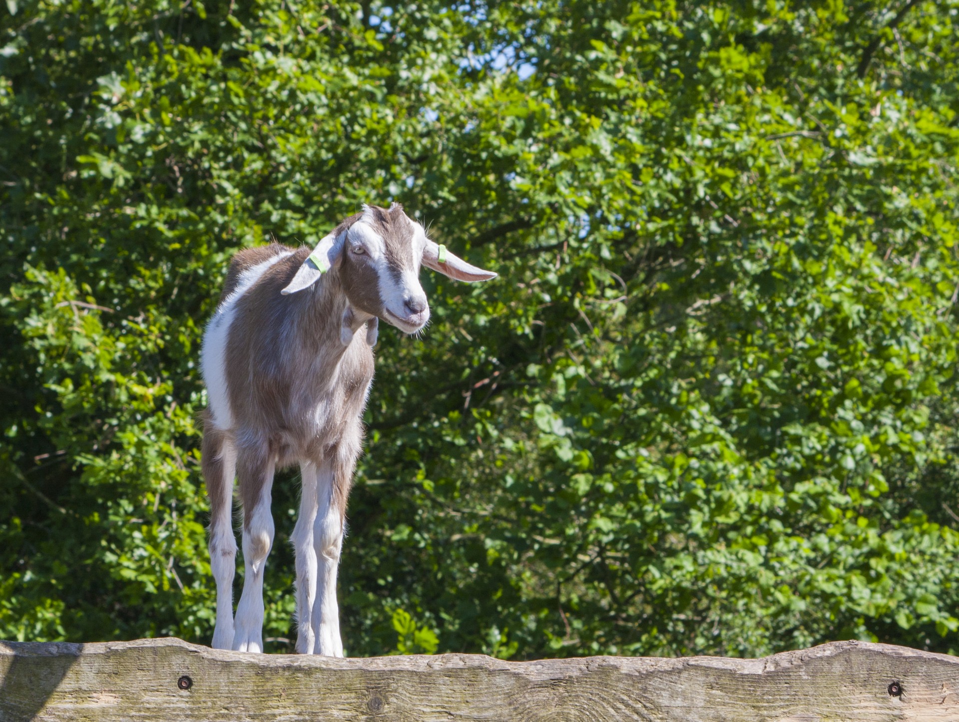 goat animal beautiful free photo