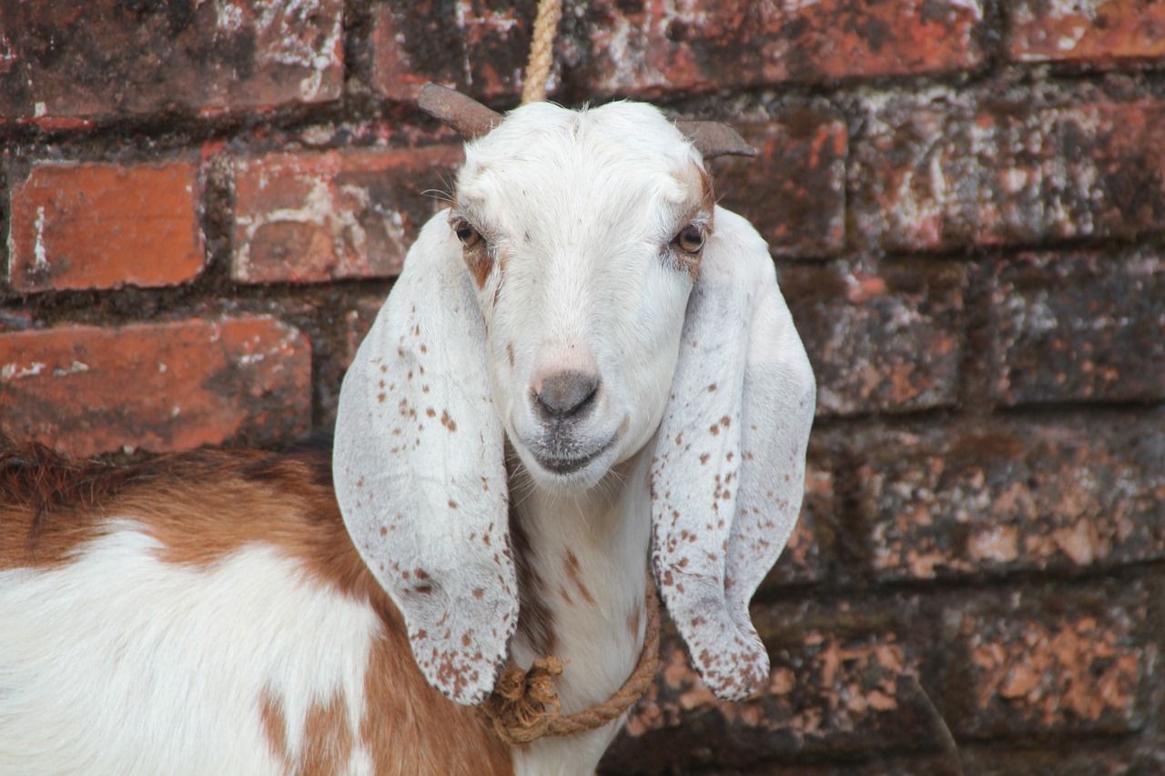 goat sacrificial animal temple free photo