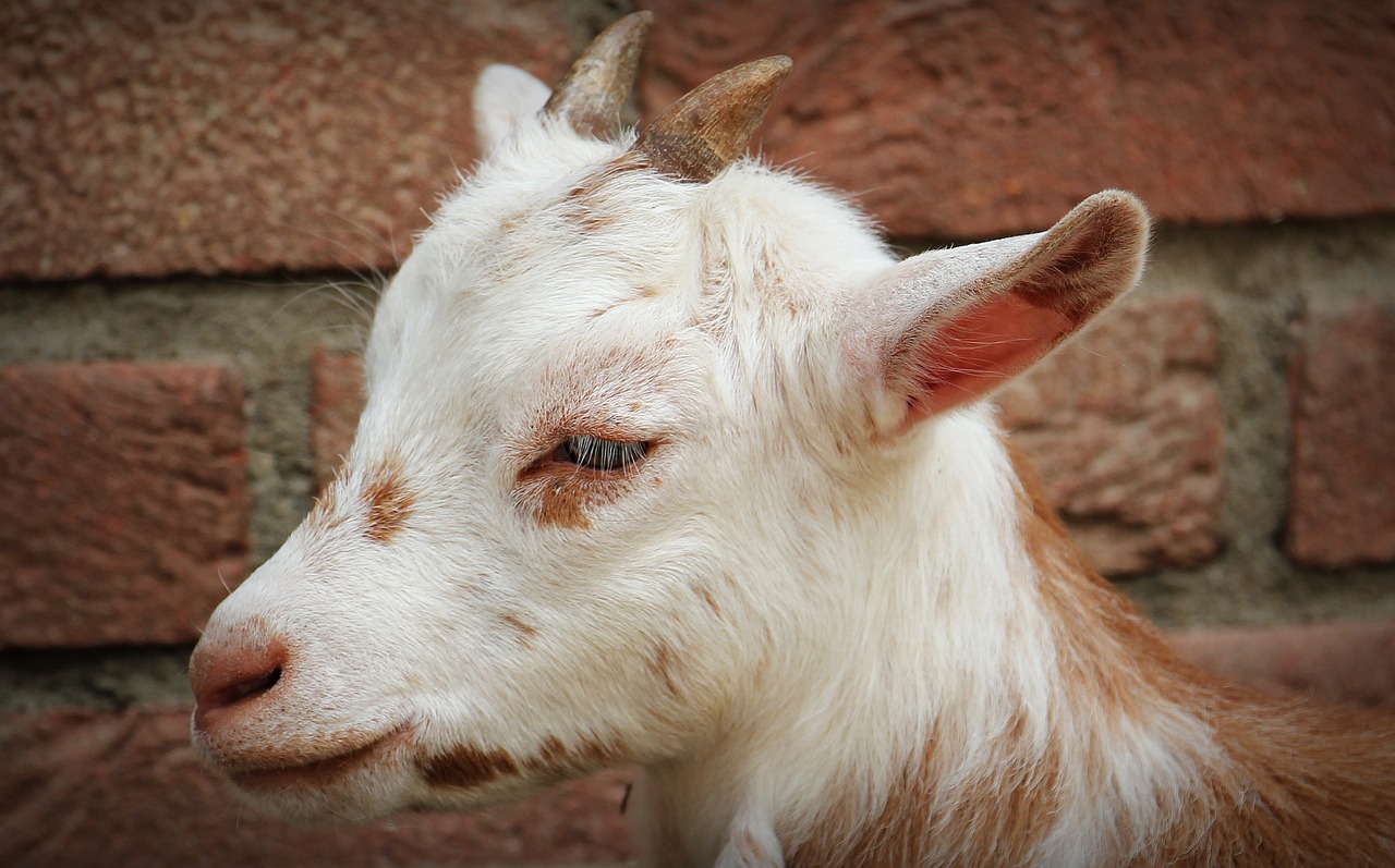 goat animal horns free photo