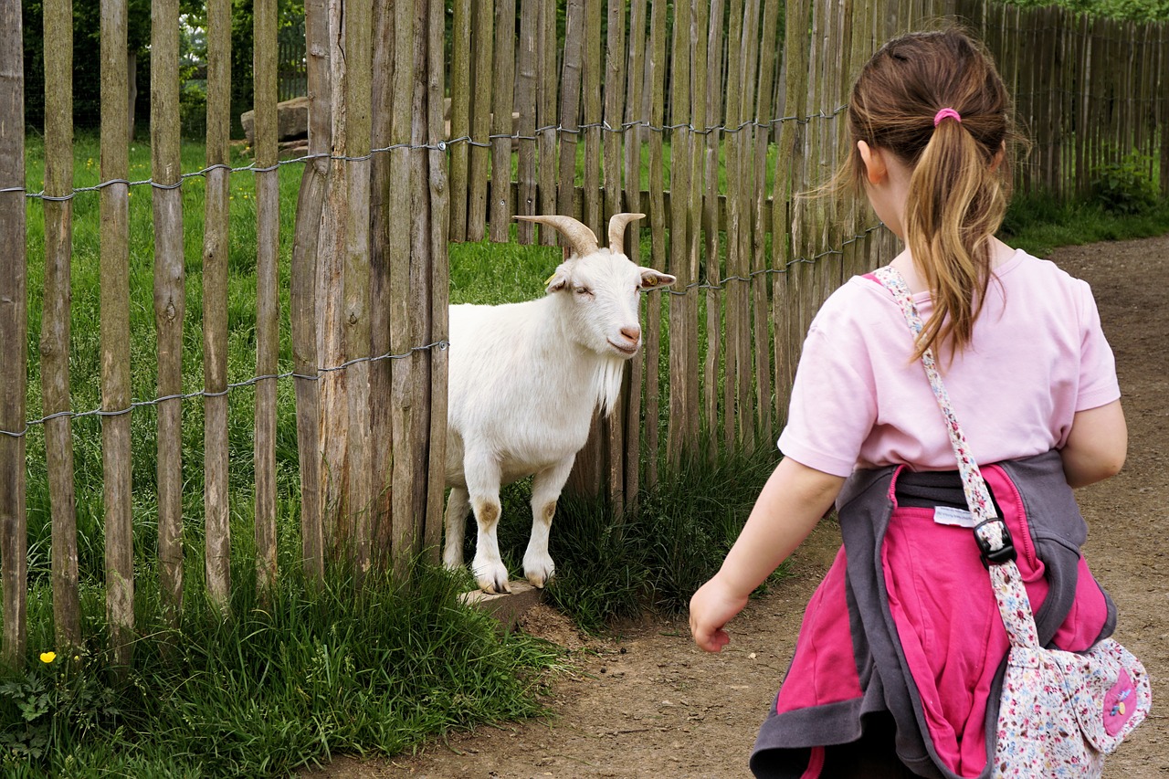 goat dwarf goat pet free photo