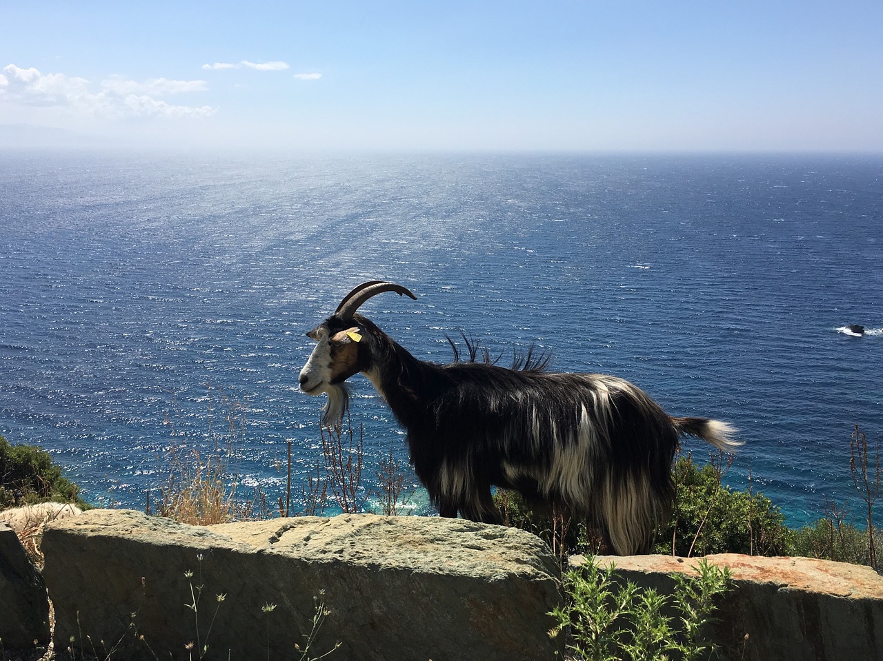 goat mountain goat sea free photo
