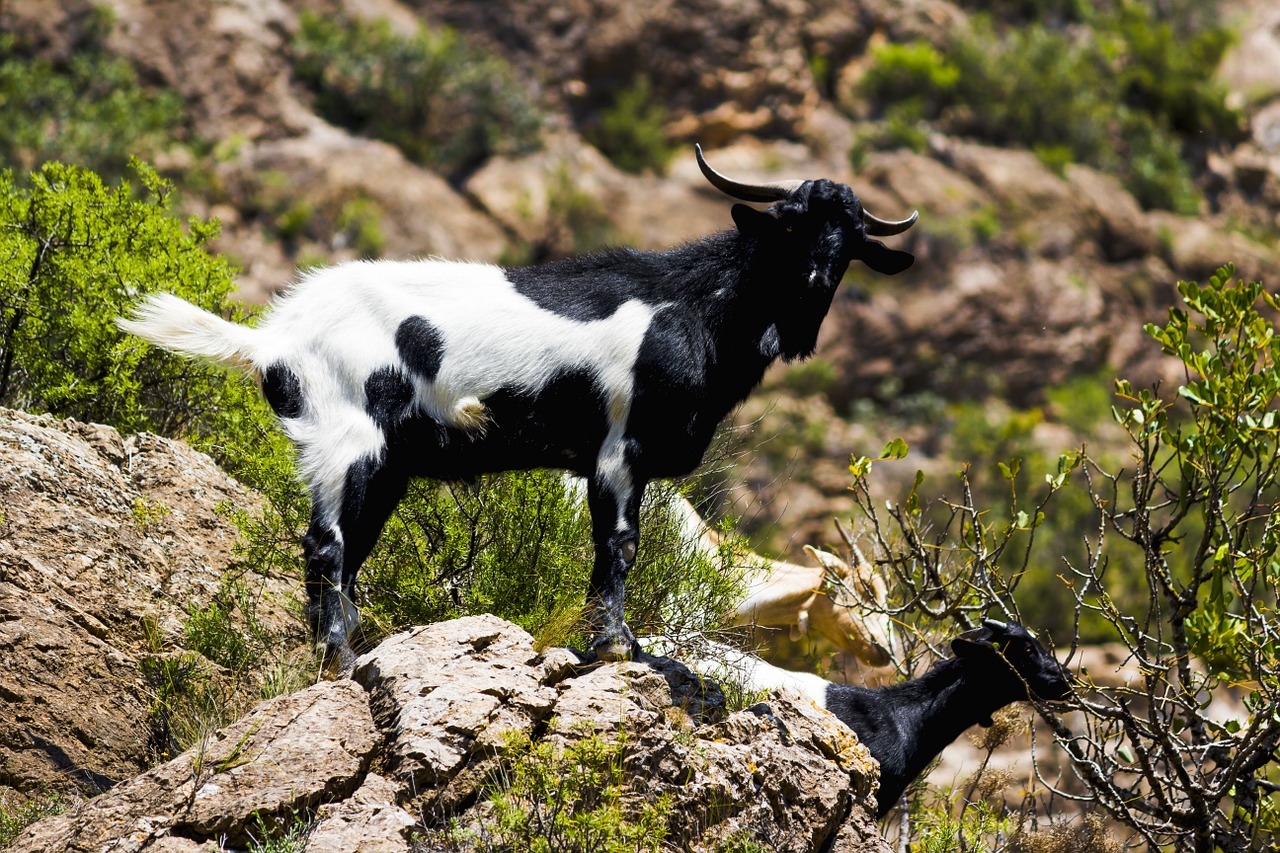 goat nature mountain free photo