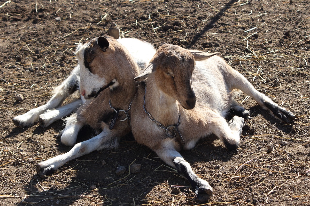 goat farm animal free photo