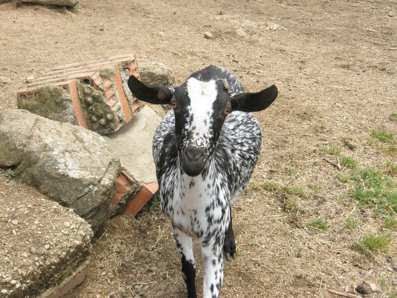 goat animals farm free photo