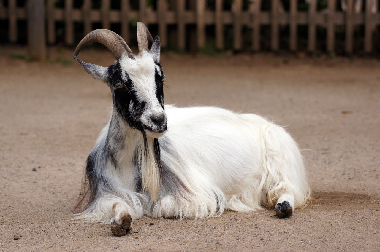 goat animal zoo free photo