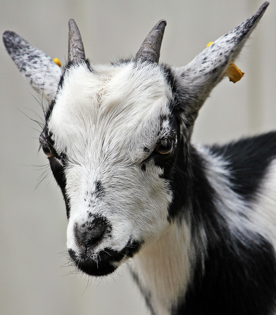goat kid domestic goat free photo