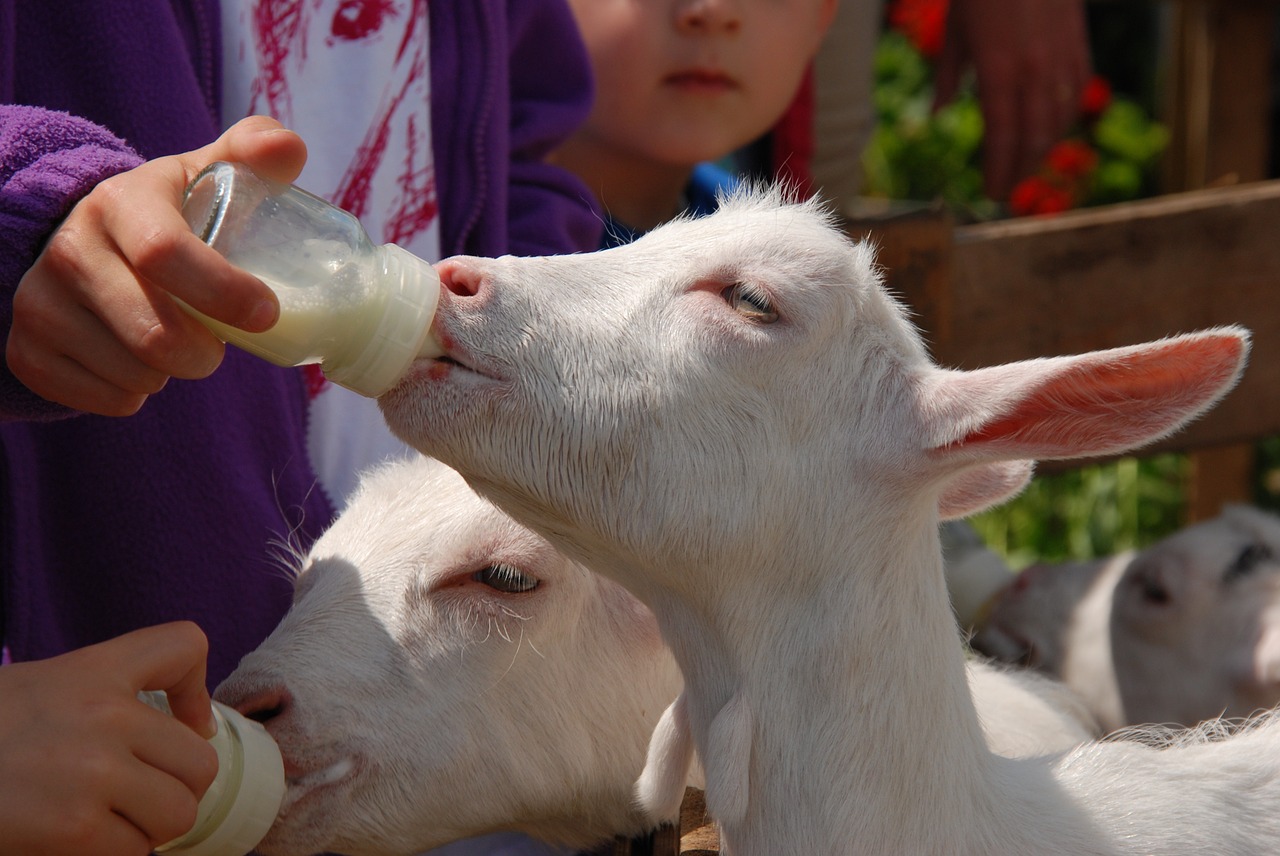 goat bottle feed free photo