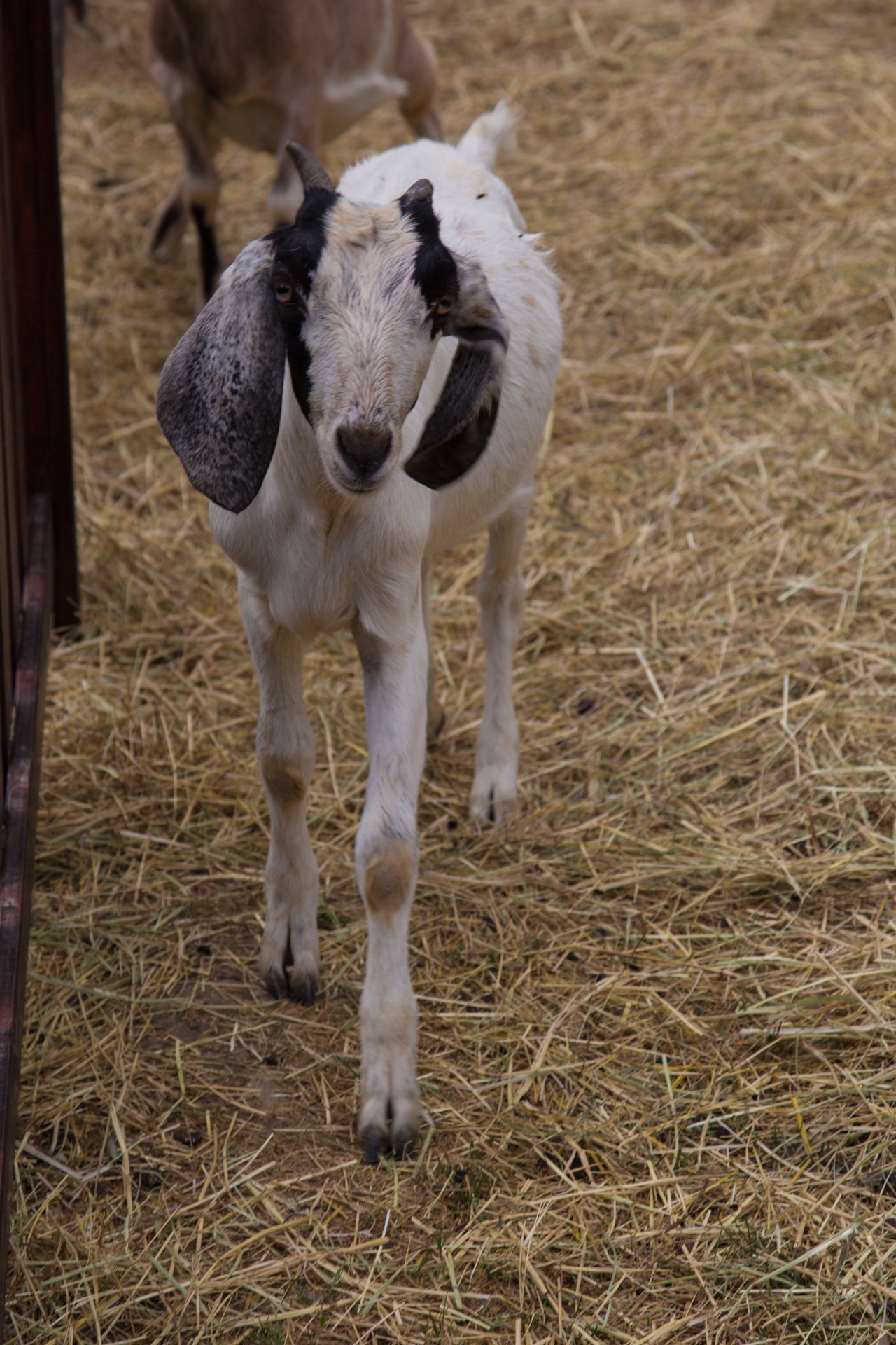 goat animal outdoor free photo