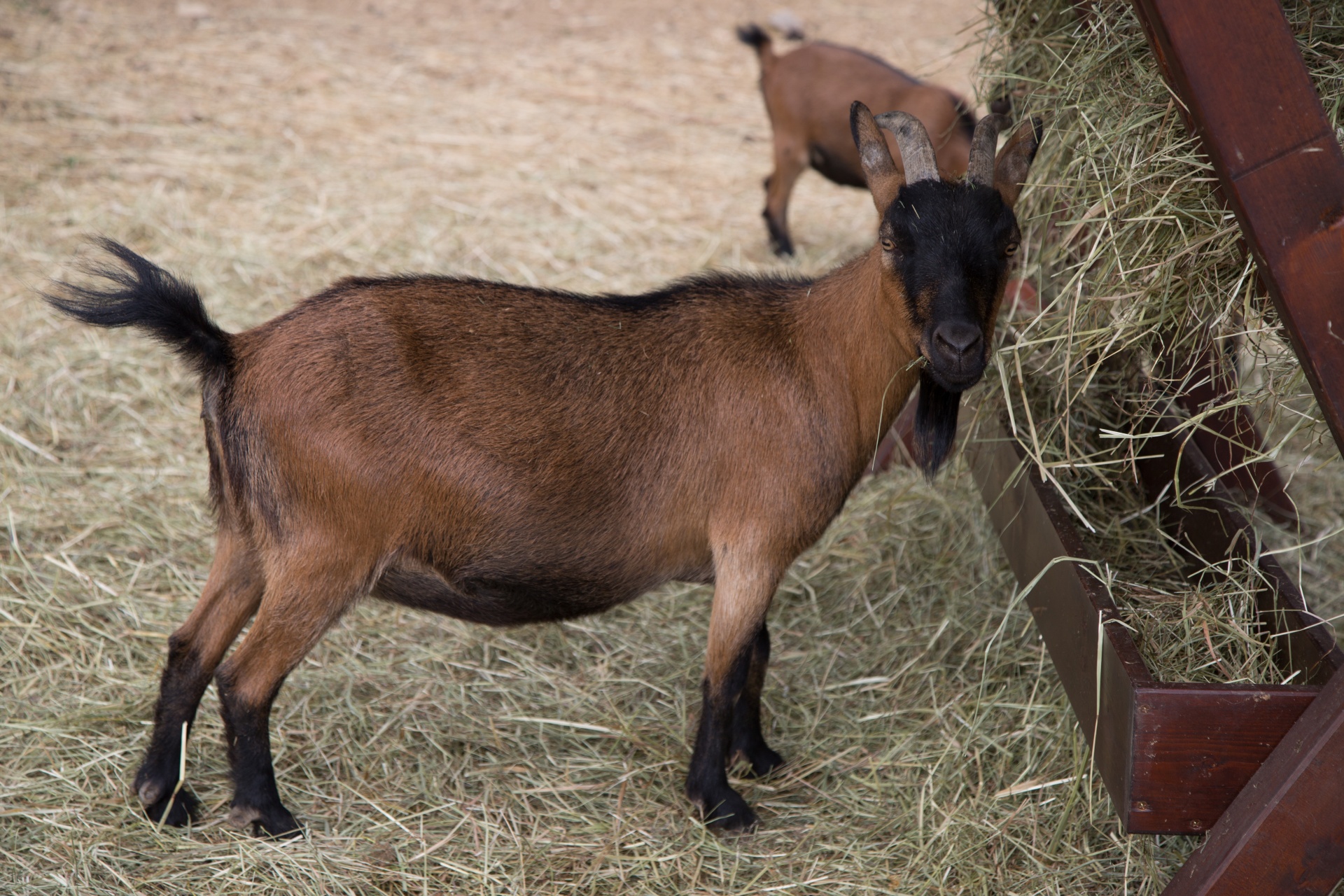 goat animal outdoor free photo