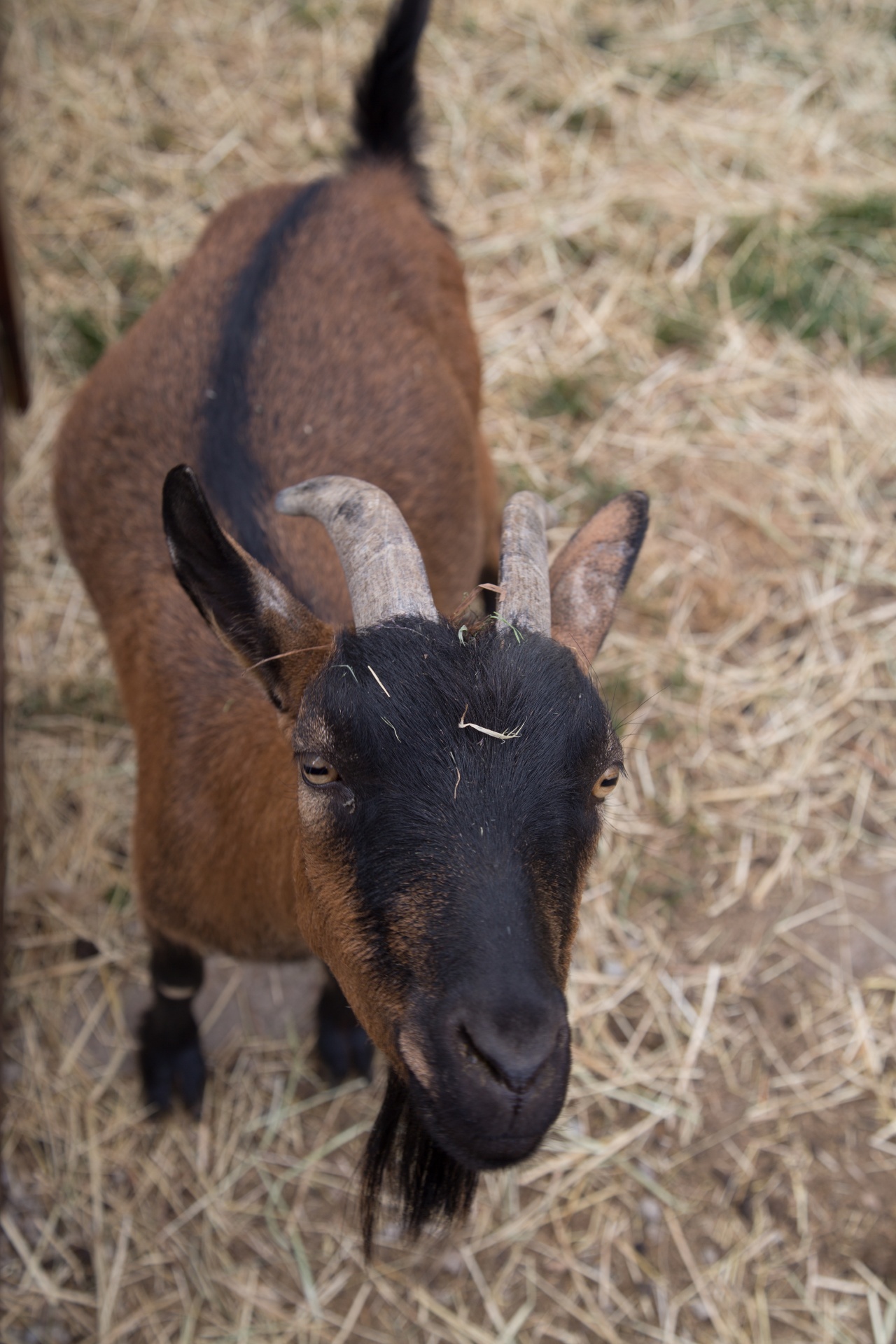 goat animal farm free photo