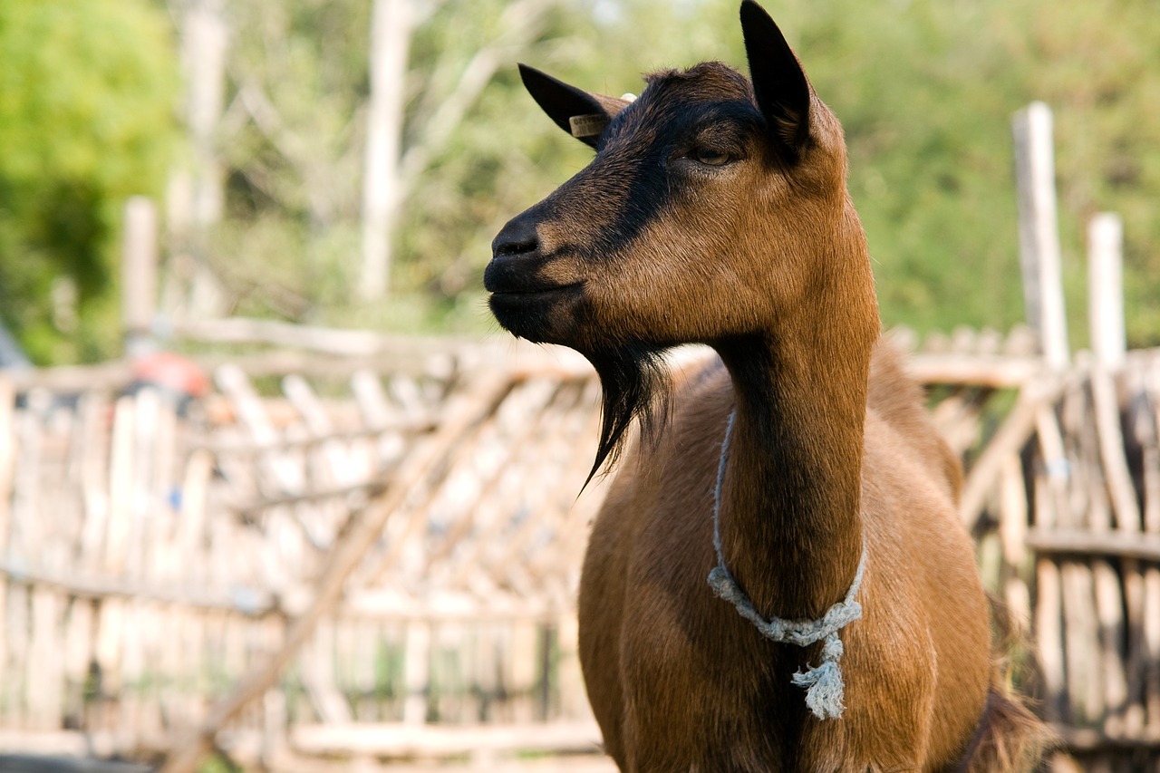 goat animal farm free photo