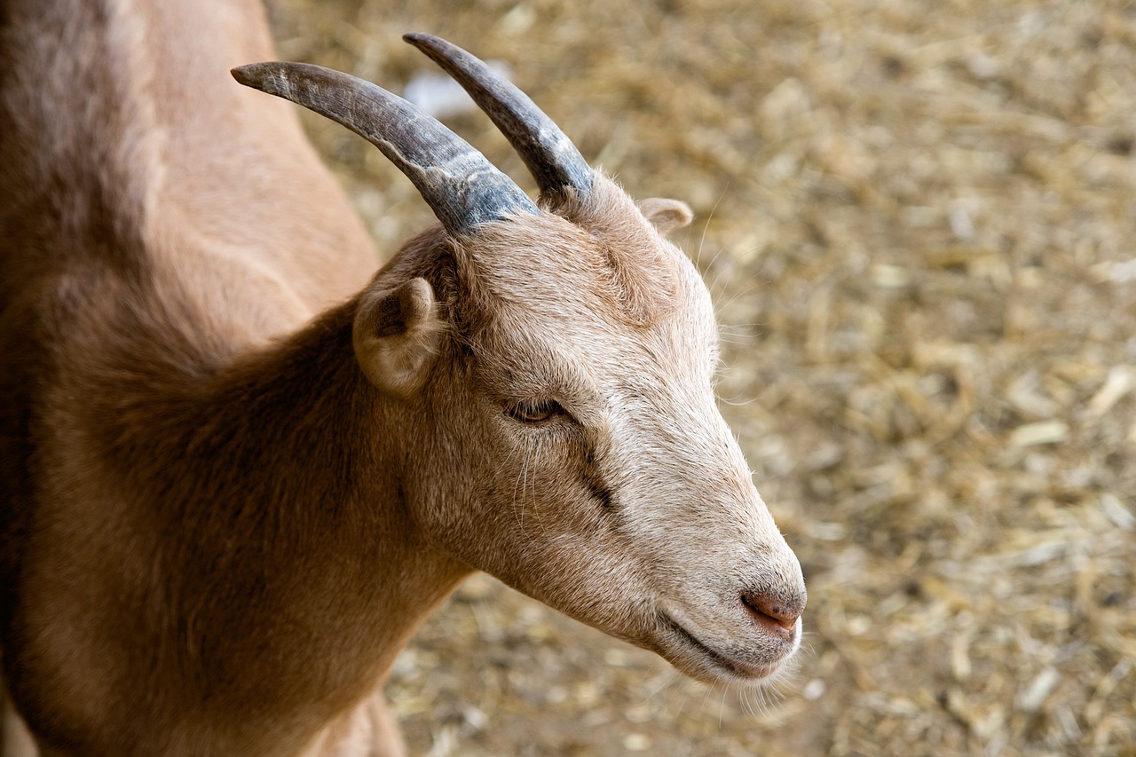 goat animal farm free photo