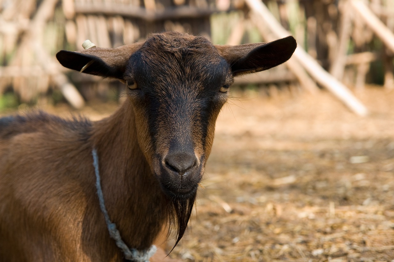 goat animal farm free photo